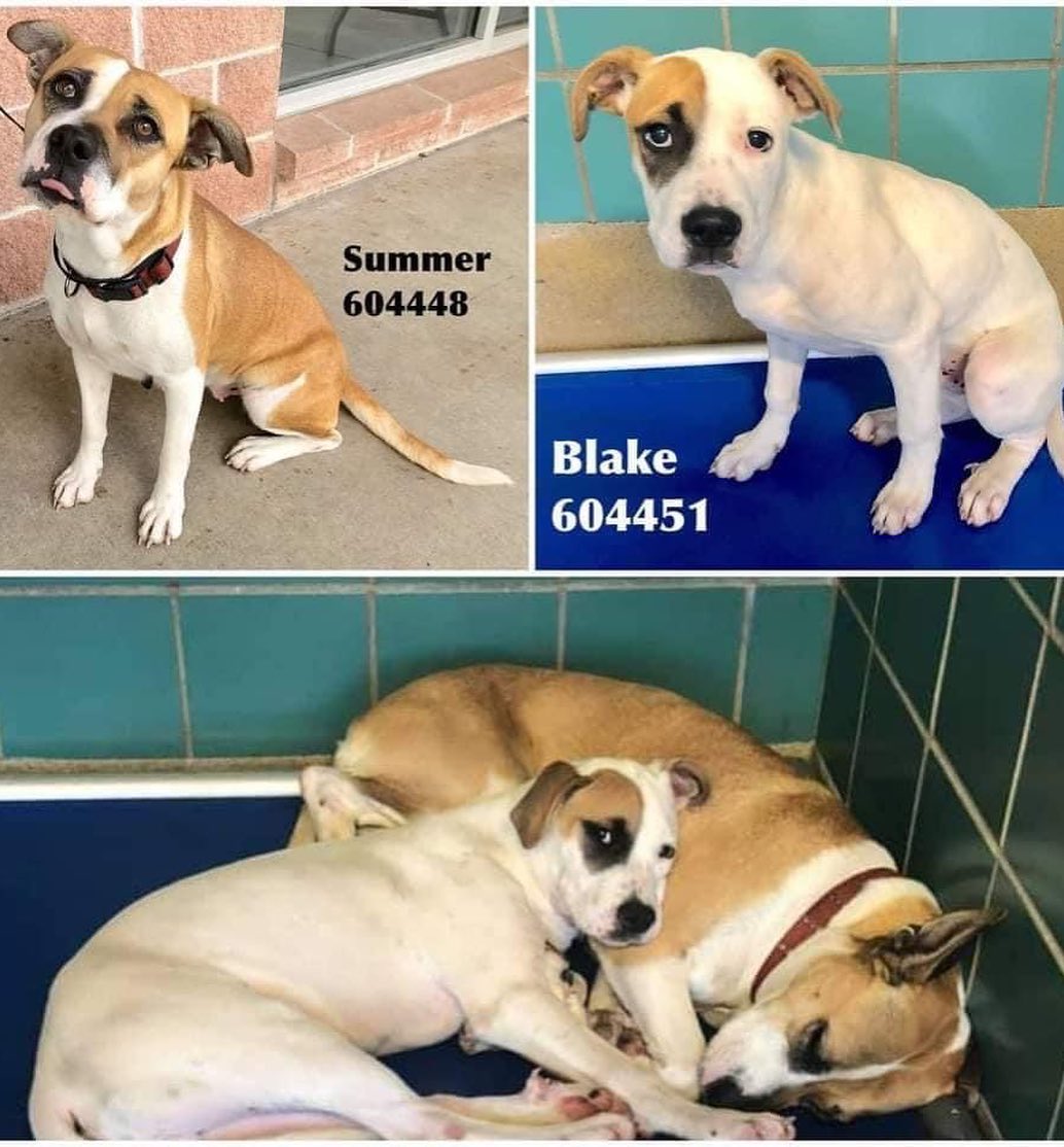 Update: Foster found! 
PLEASE SHARE!
FOSTER URGENTLY NEEDED FOR SUMMER AND HER 10 BABIES!!!
Summer came to Denver from Texas a week ago with her son, Blake, who is about 5 months old. They were brought in as strays after living in an abandoned apartment complex. Summer was checked out by the vet in San Antonio who had no idea she was pregnant. If we had known, we would not have had her make the trip. She did not appear to be pregnant upon arrival or during the past week while she has been in boarding, awaiting a foster and to be spayed. But to our surprise, yesterday evening Summer went into labor and gave birth to 10 puppies! She is a SUPER sweet and easy-going dog. We need to get them out of boarding ASAP and into a foster home in the Denver metro area! All supplies are provided! Please PM us if you can help, even just temporarily until we can find a long term foster!