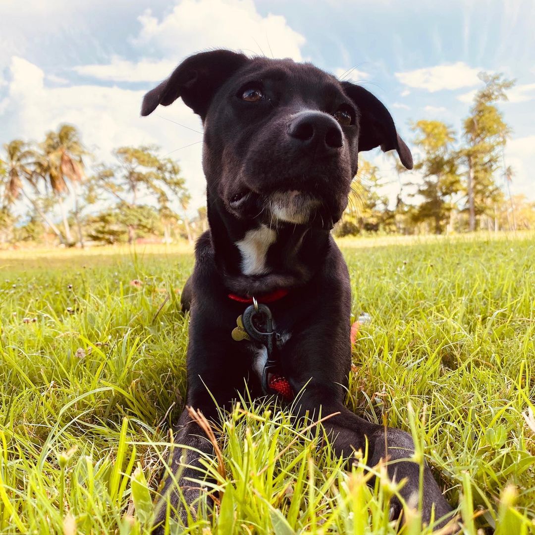 We have been on a little break & would really like to jump back in but we can’t..
We can’t without FOSTERS!

We know summertime is hard for fostering because everyone is vacationing but if you want to help us save some deserving lives & you meet the criteria below, please reach out for a foster app!
We have 4 of our own dogs & currently 2 rescues that have been with us for over 3 & 6 months waiting for furever.
We just don’t have the capacity that we used to for many reasons & need your HELP💪🏼

🐕Provide a safe, healthy & loving foster home, preferably with a fully fenced yard
🐕Provide a structured environment, ability to keep training/commands consistent 
🐕Ability to take them to some vet appointments, if needed
🐕Ability to possibly keep them for 4+ weeks
🐕Post/share on social media and/or strut them in public to help exposure & adoption 

All supplies are included, all dogs will be from Utah or surrounding states until flights open up for our PR Satos
We hope you can help!💜
<a target='_blank' href='https://www.instagram.com/explore/tags/fosteringsaveslives/'>#fosteringsaveslives</a> <a target='_blank' href='https://www.instagram.com/explore/tags/helpushelpthem/'>#helpushelpthem</a> <a target='_blank' href='https://www.instagram.com/explore/tags/utah/'>#utah</a> <a target='_blank' href='https://www.instagram.com/explore/tags/slc/'>#slc</a> <a target='_blank' href='https://www.instagram.com/explore/tags/slcdogs/'>#slcdogs</a>