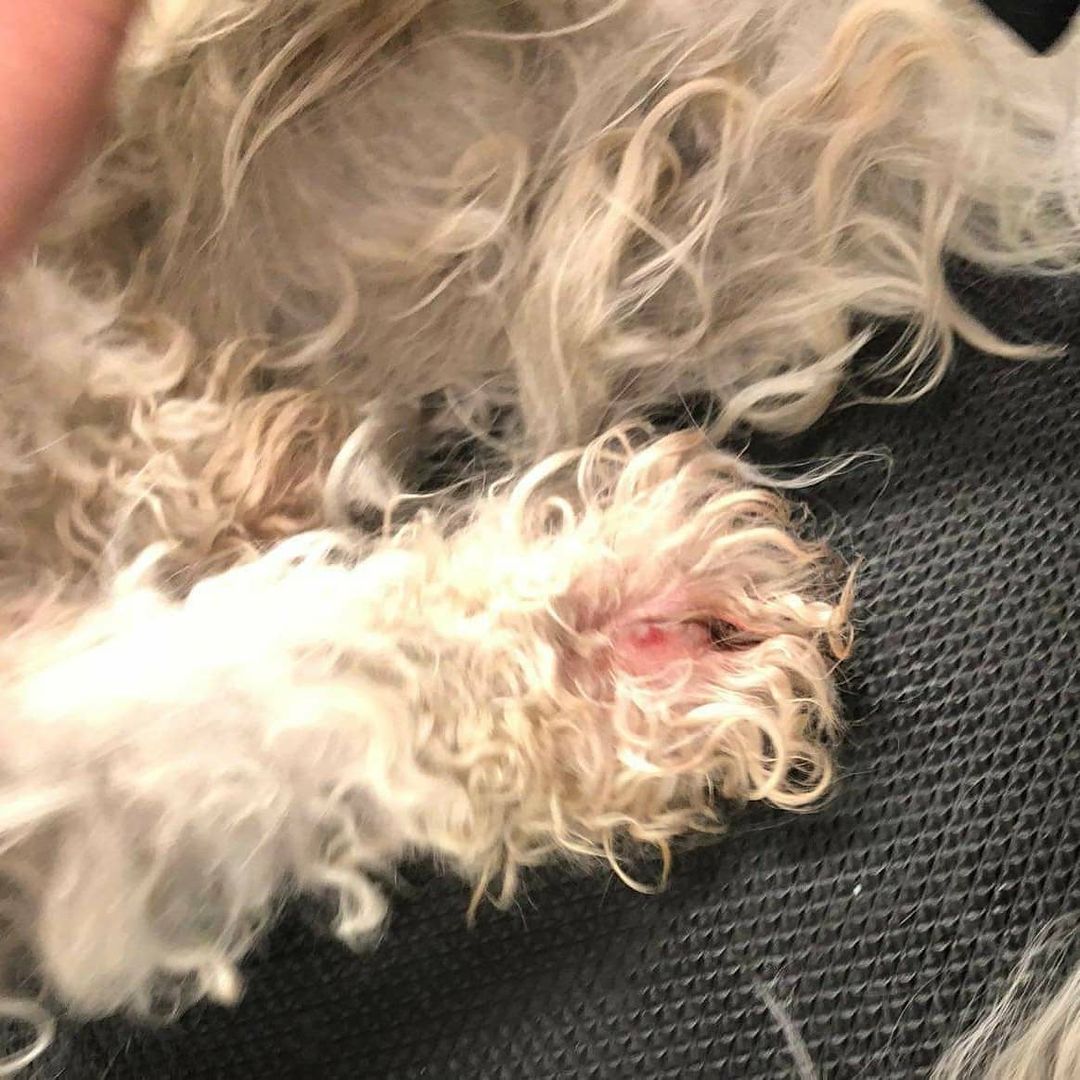 Please welcome Milton to rescue. He was a mess but he is on his way to a whole new life. Please follow us to see Milton's progress. 
Milton was matted, had foxtails, those round prickly balls, flea, sores, gunk in his ears.  He's been to the groomer, thank you Heather.  Thank you, Debi Stark Vinson for making sure he got to safety.
Milton will be going to the vet for a thorough checkup. 
We could sure use donations, we are running low on funds. Even $5 is a big help, but any amount we are grateful to you. 
PayPal info@gunterslegacy.org
Venmo @gunterslegacy

<a target='_blank' href='https://www.instagram.com/explore/tags/adoptdontshop/'>#adoptdontshop</a> <a target='_blank' href='https://www.instagram.com/explore/tags/rescuedogs/'>#rescuedogs</a> <a target='_blank' href='https://www.instagram.com/explore/tags/rescuedogsofig/'>#rescuedogsofig</a> <a target='_blank' href='https://www.instagram.com/explore/tags/rescuedogsoftiktok/'>#rescuedogsoftiktok</a> <a target='_blank' href='https://www.instagram.com/explore/tags/chihuahuasofig/'>#chihuahuasofig</a> 
<a target='_blank' href='https://www.instagram.com/explore/tags/shihtzupuppy/'>#shihtzupuppy</a>