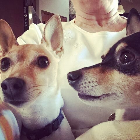 Courtesy post! 

Meet Chloe and Mia!! These guys are looking for a new home.

Unfortunately, their mom passed away 😭, so they are in need of a new place to live. 

Chloe and Mia are 10 year old toy fox terriers. They are healthy, up-to-date on vaccines, spayed, and they had a recent dental cleaning. They do OK with other dogs and with kids, but older kids would be better like six and up because they are so small. 

Overall, they are good dogs – a little barky from time to time but they LOVE to cuddle. They are energetic walkers and they are crate trained.

If you are interested, please let us know and we will put you in touch with the the lady that has them!