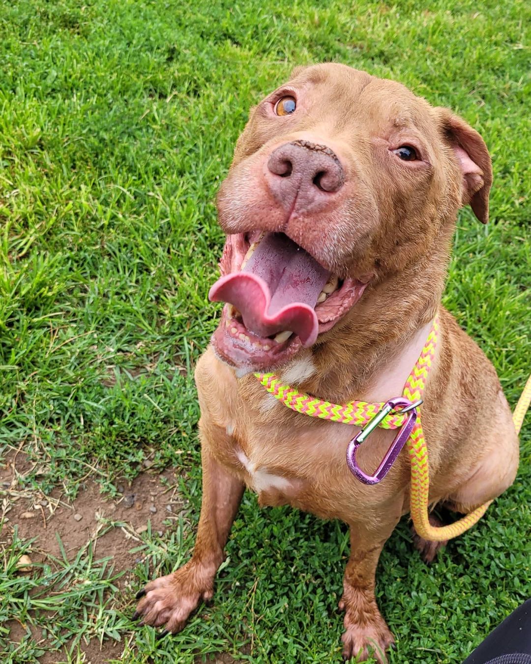 *Adopted 🥳* Champion was recently promoted to Chief Happiness Officer at ACCT.  He moved up the ranks quickly because it was obvious he was the best fit for the very important role of bringing happiness to everyone at ACCT.  He is a distinguished gentleman of 13years and full of wisdom.  But don't let his age fool you.  Champion is ready for fun this summer!  He doesn't take life too seriously, as you can see, he shows up on the job in his best summer attire -- half exposed in short shorts and a tank top.  Its hot outside!  Champion promises to grow back his clothes once he's in a cozy home, though.  

Champion truly lives up to his name.  Its obvious to anyone that meets him he has had quite the journey.  He lived with his fur-brother and owner for 12 years before joining the ACCT Team.  His owner surrendered him when they experienced homelessness, and wanted Champion to have the opportunity to have a home of his very own, with as much love and happiness as he gives to everyone else.  Champion deserves to live out his best golden years!  If you provide him a home of his very own and alot of love, he promises to make you happy everyday.  Every day is sunny with this guy around.

Champion loves to be outside and explore.  He gets so excited it almost looks like he's hopping like a bunny.  He knows sit, and will respond to your voice to walk beside you.  Its also no surprise that this pup is already making new dog friends at ACCT.

Want to meet Champion and fill your every day with absolute joy?  Email adopt@acctphilly.org or visit any day of the week 10am-6pm.

@acctphilly @philadoptables @phillyurgents