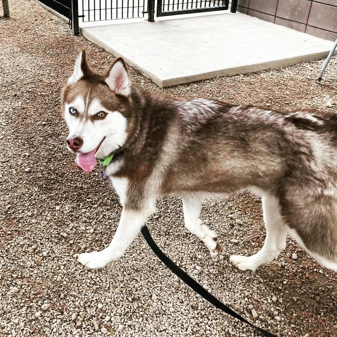 ATTENTION Arizona Dog Supporters‼️‼️‼️

SLATER needs you NOW🆘🆘🆘
Currently at the Tucson County Shelter (PACC), and set to be 🚨EUTHANIZED Saturday 7/10🚨

Slater has been a volunteer favorite, and after visiting him today personally, I can 💯 % agree! He is affectionate, playful, engaging and sweet. Slater can use some training to polish up, but don’t worry about that…our rescue will provide all training and cost of care. Please fill out an application to foster/adopt Slater today. Our rescue will support his pull with the right foster/adopter. 

✅ Good with other dogs in playgroups 
✅ Dog/breed savvy home
❌ No young children (16+ only)

Please hurry and fill out the application. We don’t want to wait till the last day to save Slater’s life.

The direct link to adopt is https://www.shelterluv.com/matchme/adopt/LHSR/Dog and the direct link to foster is https://www.shelterluv.com/matchme/foster/LHSR/Dog<a target='_blank' href='https://www.instagram.com/explore/tags/husky/'>#husky</a> <a target='_blank' href='https://www.instagram.com/explore/tags/rescuedogsofinstagram/'>#rescuedogsofinstagram</a> <a target='_blank' href='https://www.instagram.com/explore/tags/rescue/'>#rescue</a> <a target='_blank' href='https://www.instagram.com/explore/tags/huskiesofinstagram/'>#huskiesofinstagram</a> <a target='_blank' href='https://www.instagram.com/explore/tags/huskylife/'>#huskylife</a> <a target='_blank' href='https://www.instagram.com/explore/tags/beautifulhusky/'>#beautifulhusky</a> <a target='_blank' href='https://www.instagram.com/explore/tags/huskeylover/'>#huskeylover</a> <a target='_blank' href='https://www.instagram.com/explore/tags/lucyshoperescue/'>#lucyshoperescue</a>