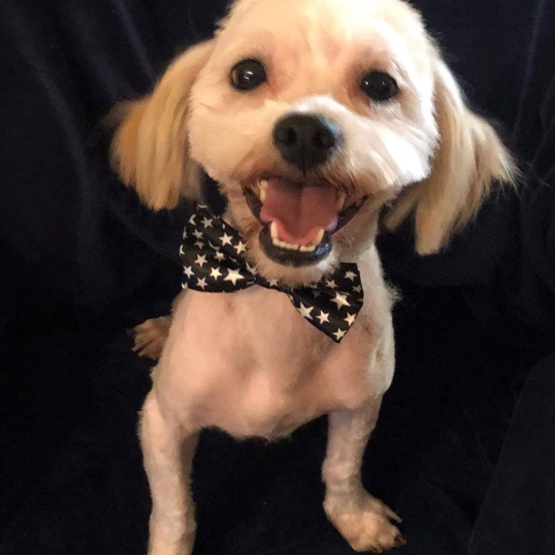 Please welcome Milton to rescue. He was a mess but he is on his way to a whole new life. Please follow us to see Milton's progress. 
Milton was matted, had foxtails, those round prickly balls, flea, sores, gunk in his ears.  He's been to the groomer, thank you Heather.  Thank you, Debi Stark Vinson for making sure he got to safety.
Milton will be going to the vet for a thorough checkup. 
We could sure use donations, we are running low on funds. Even $5 is a big help, but any amount we are grateful to you. 
PayPal info@gunterslegacy.org
Venmo @gunterslegacy

<a target='_blank' href='https://www.instagram.com/explore/tags/adoptdontshop/'>#adoptdontshop</a> <a target='_blank' href='https://www.instagram.com/explore/tags/rescuedogs/'>#rescuedogs</a> <a target='_blank' href='https://www.instagram.com/explore/tags/rescuedogsofig/'>#rescuedogsofig</a> <a target='_blank' href='https://www.instagram.com/explore/tags/rescuedogsoftiktok/'>#rescuedogsoftiktok</a> <a target='_blank' href='https://www.instagram.com/explore/tags/chihuahuasofig/'>#chihuahuasofig</a> 
<a target='_blank' href='https://www.instagram.com/explore/tags/shihtzupuppy/'>#shihtzupuppy</a>