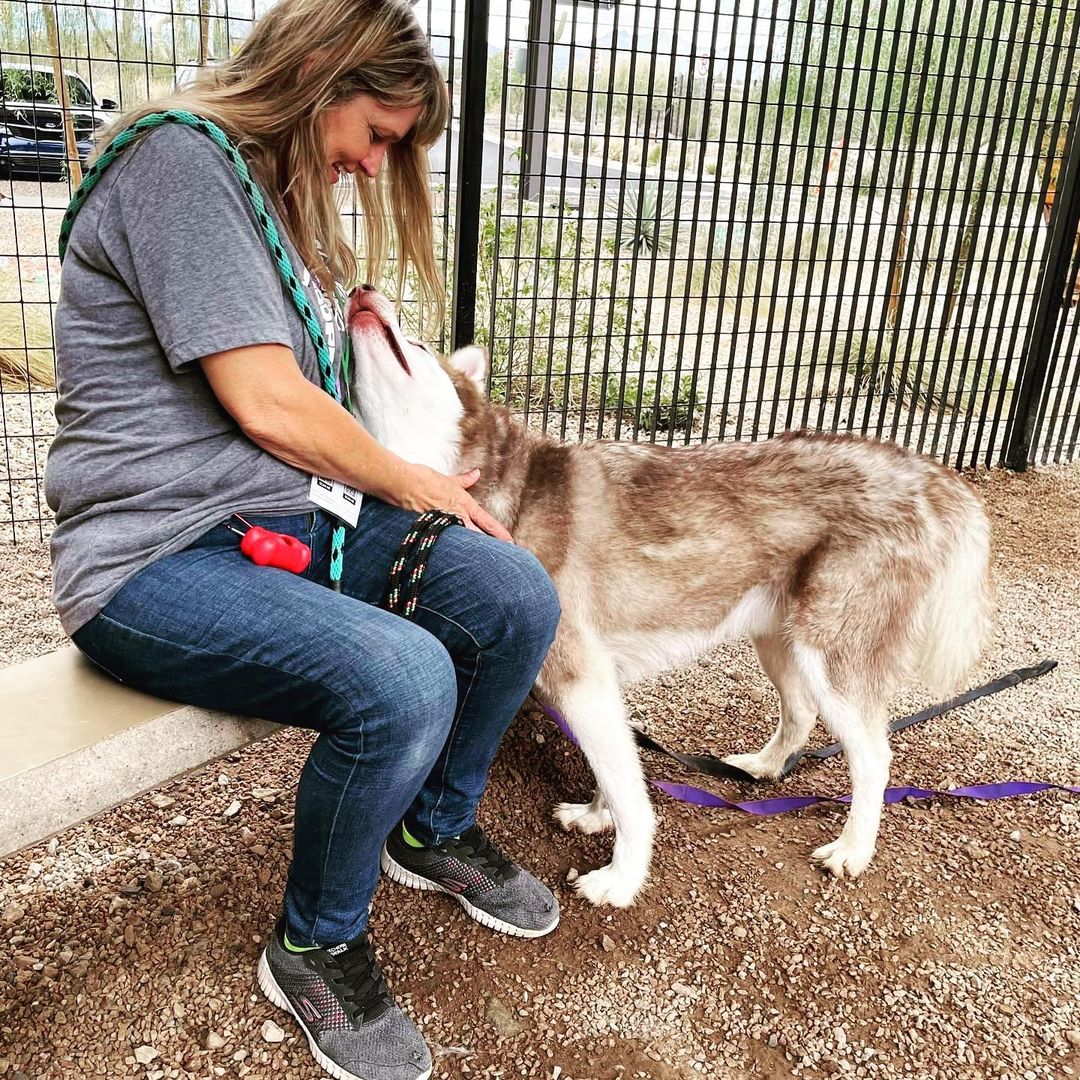 ATTENTION Arizona Dog Supporters‼️‼️‼️

SLATER needs you NOW🆘🆘🆘
Currently at the Tucson County Shelter (PACC), and set to be 🚨EUTHANIZED Saturday 7/10🚨

Slater has been a volunteer favorite, and after visiting him today personally, I can 💯 % agree! He is affectionate, playful, engaging and sweet. Slater can use some training to polish up, but don’t worry about that…our rescue will provide all training and cost of care. Please fill out an application to foster/adopt Slater today. Our rescue will support his pull with the right foster/adopter. 

✅ Good with other dogs in playgroups 
✅ Dog/breed savvy home
❌ No young children (16+ only)

Please hurry and fill out the application. We don’t want to wait till the last day to save Slater’s life.

The direct link to adopt is https://www.shelterluv.com/matchme/adopt/LHSR/Dog and the direct link to foster is https://www.shelterluv.com/matchme/foster/LHSR/Dog<a target='_blank' href='https://www.instagram.com/explore/tags/husky/'>#husky</a> <a target='_blank' href='https://www.instagram.com/explore/tags/rescuedogsofinstagram/'>#rescuedogsofinstagram</a> <a target='_blank' href='https://www.instagram.com/explore/tags/rescue/'>#rescue</a> <a target='_blank' href='https://www.instagram.com/explore/tags/huskiesofinstagram/'>#huskiesofinstagram</a> <a target='_blank' href='https://www.instagram.com/explore/tags/huskylife/'>#huskylife</a> <a target='_blank' href='https://www.instagram.com/explore/tags/beautifulhusky/'>#beautifulhusky</a> <a target='_blank' href='https://www.instagram.com/explore/tags/huskeylover/'>#huskeylover</a> <a target='_blank' href='https://www.instagram.com/explore/tags/lucyshoperescue/'>#lucyshoperescue</a>