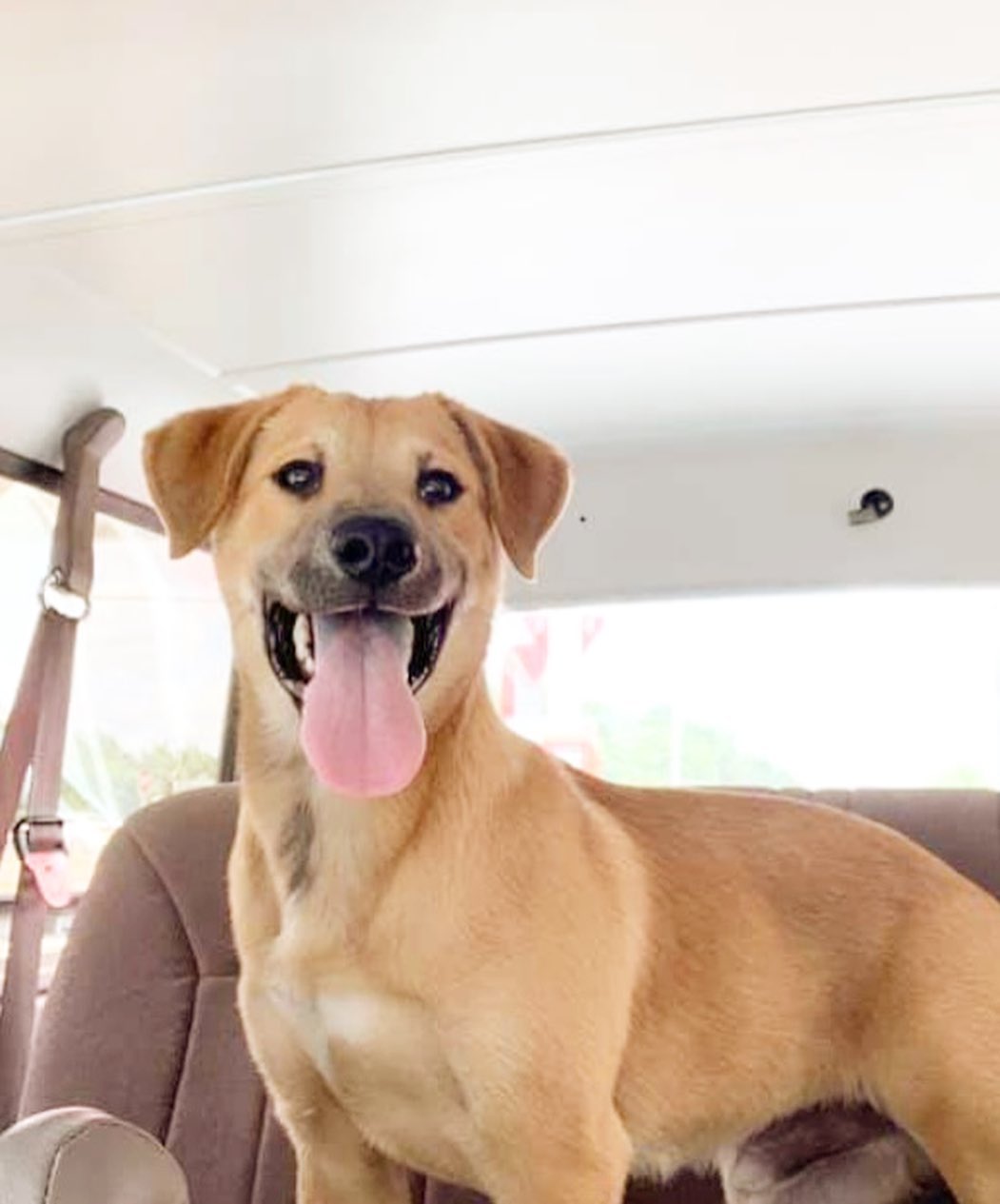 We couldn’t let <a target='_blank' href='https://www.instagram.com/explore/tags/tongueouttuesday/'>#tongueouttuesday</a> pass without showing off this cutie! Meet Dusty - he’s only a puppy but he’s already mastered the 😛 face. 

<a target='_blank' href='https://www.instagram.com/explore/tags/tot/'>#tot</a> <a target='_blank' href='https://www.instagram.com/explore/tags/blep/'>#blep</a> <a target='_blank' href='https://www.instagram.com/explore/tags/adoptdontshop/'>#adoptdontshop</a> <a target='_blank' href='https://www.instagram.com/explore/tags/adoptabledogsofinstagram/'>#adoptabledogsofinstagram</a> <a target='_blank' href='https://www.instagram.com/explore/tags/dallasdogs/'>#dallasdogs</a> <a target='_blank' href='https://www.instagram.com/explore/tags/puppy/'>#puppy</a> <a target='_blank' href='https://www.instagram.com/explore/tags/rescuedismyfavoritebreed/'>#rescuedismyfavoritebreed</a> <a target='_blank' href='https://www.instagram.com/explore/tags/adoptabledogsofdallas/'>#adoptabledogsofdallas</a> <a target='_blank' href='https://www.instagram.com/explore/tags/muttsofinsta/'>#muttsofinsta</a>