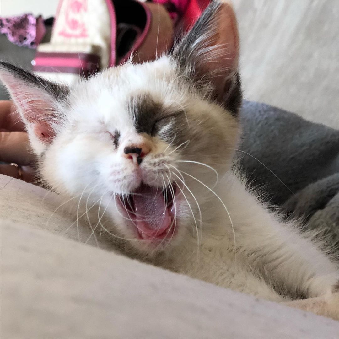 Pearl says old fashioned litterboxes are BORING! She and the rest of the kitties at @freddiesfelines cat rescue would absolutely LOVE a new Litter Robot 3 from <a target='_blank' href='https://www.instagram.com/explore/tags/LitterRobot/'>#LitterRobot</a> for the commons area, to keep it clean, fresh, and ready for zoomies!

Hey cat friends! @thelitterrobot is giving away 14 brand new Litter Robot 3’s (worth $500)! And Freddie’s Felines could REALLY use one. I get bonus entries for everyone who enters the contest using my referral link, so PLEASE enter:

https://wn.nr/sbpTJs