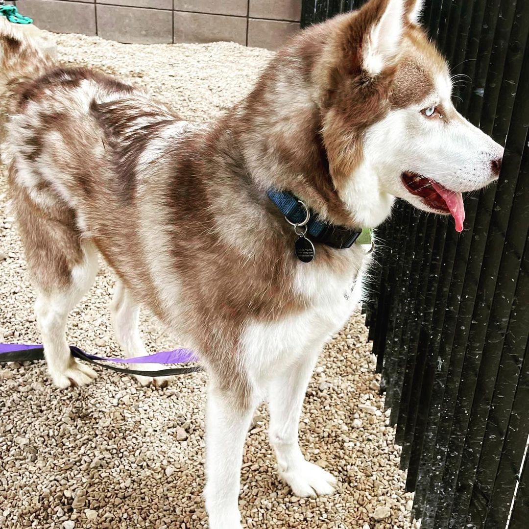 ATTENTION Arizona Dog Supporters‼️‼️‼️

SLATER needs you NOW🆘🆘🆘
Currently at the Tucson County Shelter (PACC), and set to be 🚨EUTHANIZED Saturday 7/10🚨

Slater has been a volunteer favorite, and after visiting him today personally, I can 💯 % agree! He is affectionate, playful, engaging and sweet. Slater can use some training to polish up, but don’t worry about that…our rescue will provide all training and cost of care. Please fill out an application to foster/adopt Slater today. Our rescue will support his pull with the right foster/adopter. 

✅ Good with other dogs in playgroups 
✅ Dog/breed savvy home
❌ No young children (16+ only)

Please hurry and fill out the application. We don’t want to wait till the last day to save Slater’s life.

The direct link to adopt is https://www.shelterluv.com/matchme/adopt/LHSR/Dog and the direct link to foster is https://www.shelterluv.com/matchme/foster/LHSR/Dog<a target='_blank' href='https://www.instagram.com/explore/tags/husky/'>#husky</a> <a target='_blank' href='https://www.instagram.com/explore/tags/rescuedogsofinstagram/'>#rescuedogsofinstagram</a> <a target='_blank' href='https://www.instagram.com/explore/tags/rescue/'>#rescue</a> <a target='_blank' href='https://www.instagram.com/explore/tags/huskiesofinstagram/'>#huskiesofinstagram</a> <a target='_blank' href='https://www.instagram.com/explore/tags/huskylife/'>#huskylife</a> <a target='_blank' href='https://www.instagram.com/explore/tags/beautifulhusky/'>#beautifulhusky</a> <a target='_blank' href='https://www.instagram.com/explore/tags/huskeylover/'>#huskeylover</a> <a target='_blank' href='https://www.instagram.com/explore/tags/lucyshoperescue/'>#lucyshoperescue</a>