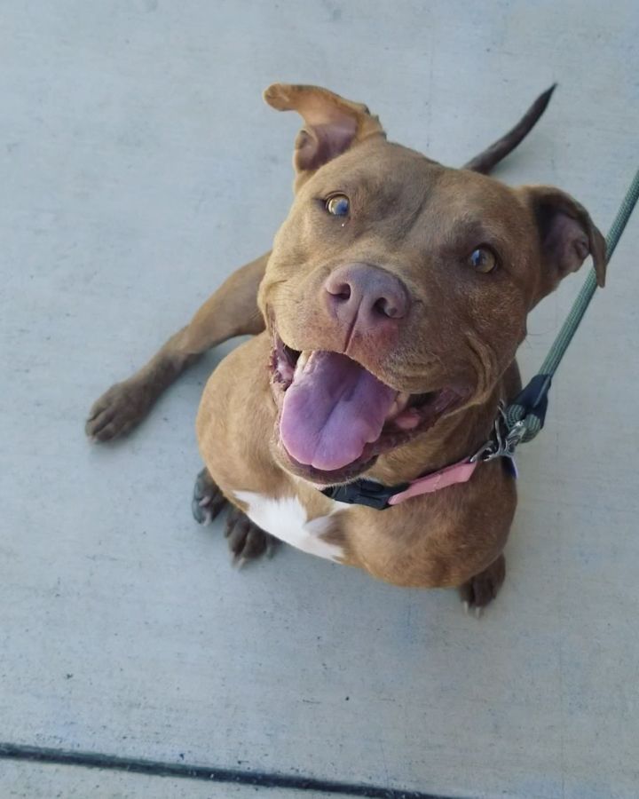 Sweet Zoey is settling in well! She's a big snuggler, and loooves to cuddle up under the covers with her foster humans at night. Zoey has met the resident dogs, and is doing great!

Zoey visited the vet today for an overall health check and to take a look at her limp. She has a small mass on her rear end that was aspirated and inconclusive, so we'll be keeping an eye on that and likely having it removed down the road. So far the vet has prescribed a couple of meds to manage the pain from her cruciate ligament injury and arthritis, and we'll see how she does. Given the nature of her injury and the arthritis development that she already has at a young age, TPLO surgery may be her best bet for longterm health and success, but we'll give medical management a try first and reassess in the coming weeks and months.

Even at the vet's office, Zoey is a happy girl, and she's smart too - she knows how to 'sit' and 'shake' (with a little excited jump, but we're working on that and honestly, she's not the only one around here who gets pumped up over snacks 🤣🙋‍♀️), and she's a super gentle treat taker! Check out the full video for a special guest appearance from the coolest miracle dog around, <a target='_blank' href='https://www.instagram.com/explore/tags/SacRDRLily/'>#SacRDRLily</a>. 😉😎

<a target='_blank' href='https://www.instagram.com/explore/tags/SacRDRZoey/'>#SacRDRZoey</a>