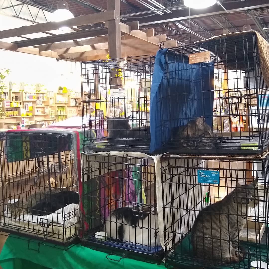 Adoption Event Today! Come meet (bottom, left to right) The Commodore and Dorsey, Cletus, Lambo, (top, left to right) Maybach, and Clive.