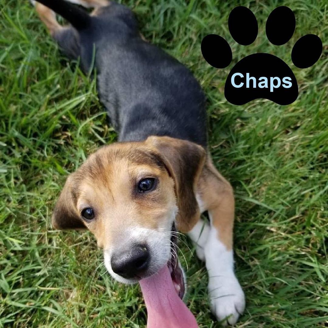 Chaps and Tuck are looking for their forever. They are both males, 10 weeks-old, and super playful.  We will require a fenced-in backyard at their forever homes.  pincdogrescue.org/adopt.  <a target='_blank' href='https://www.instagram.com/explore/tags/dogsincharlotte/'>#dogsincharlotte</a> <a target='_blank' href='https://www.instagram.com/explore/tags/dogsofcharlotte/'>#dogsofcharlotte</a> <a target='_blank' href='https://www.instagram.com/explore/tags/cltdogs/'>#cltdogs</a> <a target='_blank' href='https://www.instagram.com/explore/tags/cltpups/'>#cltpups</a> <a target='_blank' href='https://www.instagram.com/explore/tags/rescuedogsofinstagram/'>#rescuedogsofinstagram</a> <a target='_blank' href='https://www.instagram.com/explore/tags/legionbrewingsouthpark/'>#legionbrewingsouthpark</a> <a target='_blank' href='https://www.instagram.com/explore/tags/charlottesgotalot/'>#charlottesgotalot</a> <a target='_blank' href='https://www.instagram.com/explore/tags/petinthecitync/'>#petinthecitync</a> <a target='_blank' href='https://www.instagram.com/explore/tags/williamssubaruclt/'>#williamssubaruclt</a>