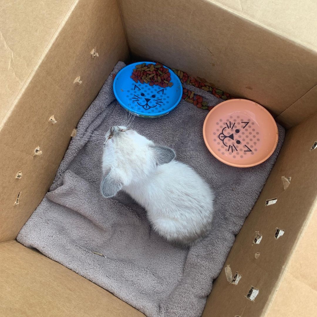 “Stray Cat. Hurt really bad. Please help him!”

Tuesday morning, when staff pulled into our driveway, they were greeted by a lonely cardboard box in front of the gate. The ground was wet around the box but dry underneath, suggesting it had been there overnight. The taped box had a message scrawled across the top and inside, a single, injured kitten. Even though it was before 8AM, it was already stiflingly hot. Staff quickly got him inside the shelter and offered him food and water. Though he ate ravenously, it was obvious he was in pain, favoring his back left leg and crying in pain. A visit to our vet revealed that his back left femur was broke cleanly in half. 🥺 

Sinbad (like the sailor from 1001 Nights, who had a life of adventure and comfort through “fortune and fate”) is scheduled to have surgery tomorrow to attempt and set his leg. He is currently in foster with a staff member. We are hopeful that because of his size and injury, his leg can be saved and he will have a speedy recovery. ❤️

Abandoning an animal off in the manner Sinbad was abandoned is unfair to our shelter, not only because we have to scramble to find placement for an injured kitten but funds to cover the surgery he needs, without any background on him or how the injury happened. We try our hardest to find placement for every animal asked of us, but cannot meet everyone request made of us due to limited space and resources. Still, abandoning an animal should NEVER be an option.

Thank you for continuing to support and our animals. Our amazing community, staff and volunteers always come through for our shelter and allow us to provide the high level of compassion and care our animals deserve. We couldn’t do ANYTHING with you! 😍

PayPal Mary@nokillarc.org
Venmo @AnimalResourceCenter (Lori Winn, Board Secretary)
Website www.nokillarc.org. <a target='_blank' href='https://www.instagram.com/explore/tags/adoptdontshop/'>#adoptdontshop</a> <a target='_blank' href='https://www.instagram.com/explore/tags/supportshelters/'>#supportshelters</a> <a target='_blank' href='https://www.instagram.com/explore/tags/kittensofinstagram/'>#kittensofinstagram</a> <a target='_blank' href='https://www.instagram.com/explore/tags/kittens_of_instagram/'>#kittens_of_instagram</a> <a target='_blank' href='https://www.instagram.com/explore/tags/rescuekittensofinstagram/'>#rescuekittensofinstagram</a> <a target='_blank' href='https://www.instagram.com/explore/tags/tnrsaveslives/'>#tnrsaveslives</a> <a target='_blank' href='https://www.instagram.com/explore/tags/kittensofrescue/'>#kittensofrescue</a> <a target='_blank' href='https://www.instagram.com/explore/tags/orphankittenclub/'>#orphankittenclub</a> <a target='_blank' href='https://www.instagram.com/explore/tags/thekittenlady/'>#thekittenlady</a> <a target='_blank' href='https://www.instagram.com/explore/tags/siamesekitten/'>#siamesekitten</a> <a target='_blank' href='https://www.instagram.com/explore/tags/communitycats/'>#communitycats</a>