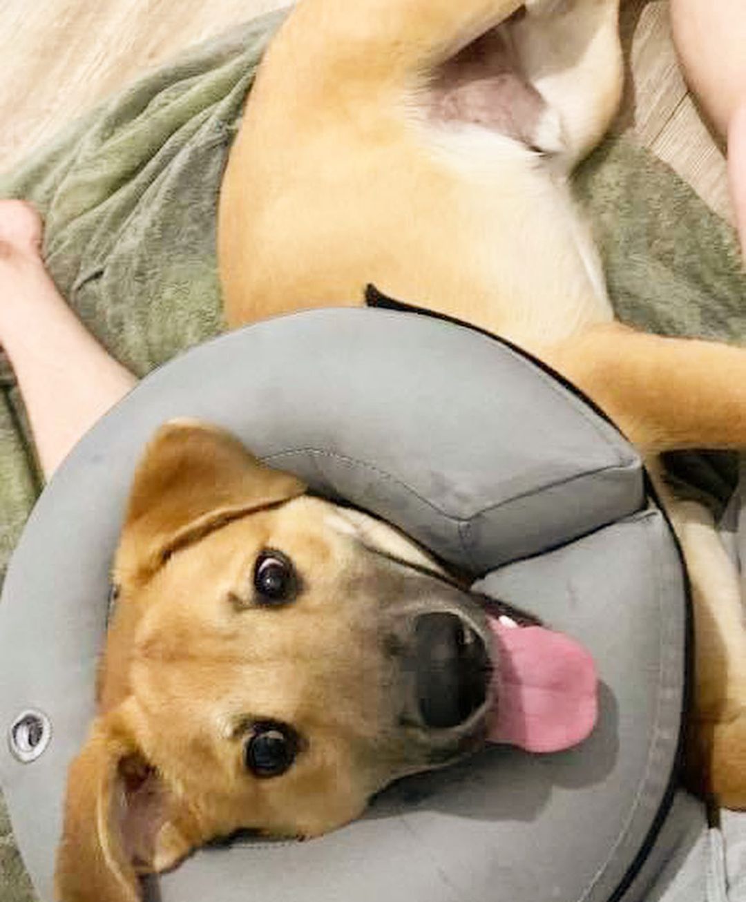 We couldn’t let <a target='_blank' href='https://www.instagram.com/explore/tags/tongueouttuesday/'>#tongueouttuesday</a> pass without showing off this cutie! Meet Dusty - he’s only a puppy but he’s already mastered the 😛 face. 

<a target='_blank' href='https://www.instagram.com/explore/tags/tot/'>#tot</a> <a target='_blank' href='https://www.instagram.com/explore/tags/blep/'>#blep</a> <a target='_blank' href='https://www.instagram.com/explore/tags/adoptdontshop/'>#adoptdontshop</a> <a target='_blank' href='https://www.instagram.com/explore/tags/adoptabledogsofinstagram/'>#adoptabledogsofinstagram</a> <a target='_blank' href='https://www.instagram.com/explore/tags/dallasdogs/'>#dallasdogs</a> <a target='_blank' href='https://www.instagram.com/explore/tags/puppy/'>#puppy</a> <a target='_blank' href='https://www.instagram.com/explore/tags/rescuedismyfavoritebreed/'>#rescuedismyfavoritebreed</a> <a target='_blank' href='https://www.instagram.com/explore/tags/adoptabledogsofdallas/'>#adoptabledogsofdallas</a> <a target='_blank' href='https://www.instagram.com/explore/tags/muttsofinsta/'>#muttsofinsta</a>