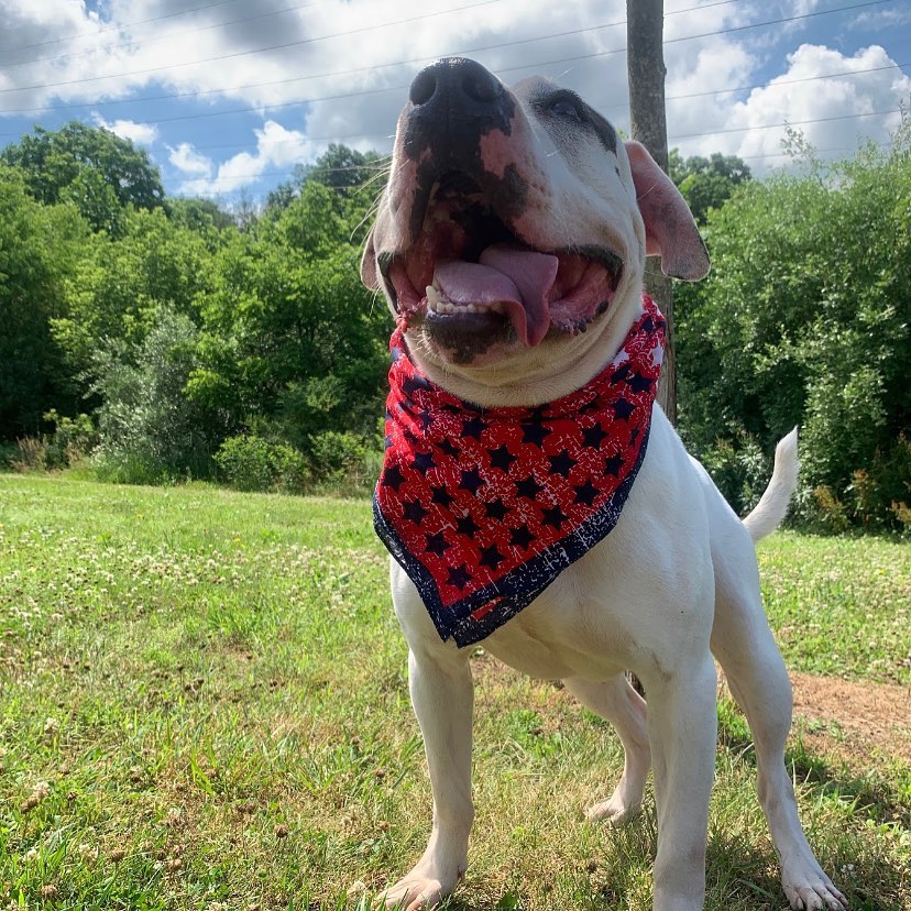 Wanna make a 💥BANG💥 this Fourth of July? Donate to the animals at our shelter and give them a reason to celebrate! 🤩

We are currently in need of the following items:
❤️ Canned Cat Food (Friskies Brand)
🤍Soft Dog Treats (Nudges are their favorite!
💙 Green Cleaners (Simple Green, odor ban)
❤️ Used Towels, sheets and blankets
🤍 Paper Towels
💙 Poop Bags

Thank you for supporting our shelter! Have a Happy and SAFE Fourth! 🇺🇸🦅

https://www.amazon.com/hz/wishlist/ls/WK5IVFLHS3Q8?ref_=wl_share <a target='_blank' href='https://www.instagram.com/explore/tags/adoptdontshop/'>#adoptdontshop</a> <a target='_blank' href='https://www.instagram.com/explore/tags/supportyourshelter/'>#supportyourshelter</a> <a target='_blank' href='https://www.instagram.com/explore/tags/animalshelter/'>#animalshelter</a> <a target='_blank' href='https://www.instagram.com/explore/tags/dogsofinstagram/'>#dogsofinstagram</a> <a target='_blank' href='https://www.instagram.com/explore/tags/pitsofinstagram/'>#pitsofinstagram</a> <a target='_blank' href='https://www.instagram.com/explore/tags/pitbullsofinstagram/'>#pitbullsofinstagram</a> <a target='_blank' href='https://www.instagram.com/explore/tags/fourthofjuly/'>#fourthofjuly</a> <a target='_blank' href='https://www.instagram.com/explore/tags/shelterdogs/'>#shelterdogs</a> <a target='_blank' href='https://www.instagram.com/explore/tags/shelterdogsrock/'>#shelterdogsrock</a>