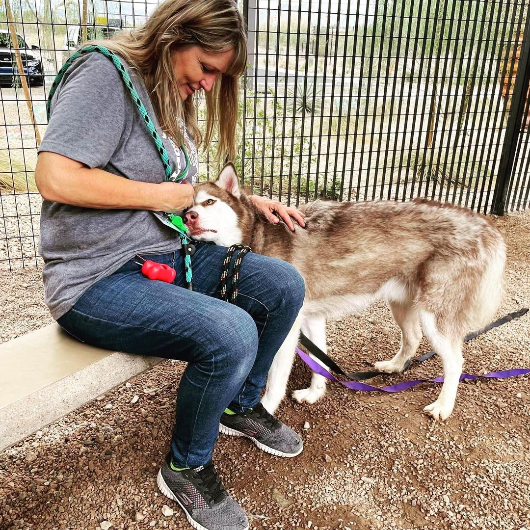 ATTENTION Arizona Dog Supporters‼️‼️‼️

SLATER needs you NOW🆘🆘🆘
Currently at the Tucson County Shelter (PACC), and set to be 🚨EUTHANIZED Saturday 7/10🚨

Slater has been a volunteer favorite, and after visiting him today personally, I can 💯 % agree! He is affectionate, playful, engaging and sweet. Slater can use some training to polish up, but don’t worry about that…our rescue will provide all training and cost of care. Please fill out an application to foster/adopt Slater today. Our rescue will support his pull with the right foster/adopter. 

✅ Good with other dogs in playgroups 
✅ Dog/breed savvy home
❌ No young children (16+ only)

Please hurry and fill out the application. We don’t want to wait till the last day to save Slater’s life.

The direct link to adopt is https://www.shelterluv.com/matchme/adopt/LHSR/Dog and the direct link to foster is https://www.shelterluv.com/matchme/foster/LHSR/Dog<a target='_blank' href='https://www.instagram.com/explore/tags/husky/'>#husky</a> <a target='_blank' href='https://www.instagram.com/explore/tags/rescuedogsofinstagram/'>#rescuedogsofinstagram</a> <a target='_blank' href='https://www.instagram.com/explore/tags/rescue/'>#rescue</a> <a target='_blank' href='https://www.instagram.com/explore/tags/huskiesofinstagram/'>#huskiesofinstagram</a> <a target='_blank' href='https://www.instagram.com/explore/tags/huskylife/'>#huskylife</a> <a target='_blank' href='https://www.instagram.com/explore/tags/beautifulhusky/'>#beautifulhusky</a> <a target='_blank' href='https://www.instagram.com/explore/tags/huskeylover/'>#huskeylover</a> <a target='_blank' href='https://www.instagram.com/explore/tags/lucyshoperescue/'>#lucyshoperescue</a>