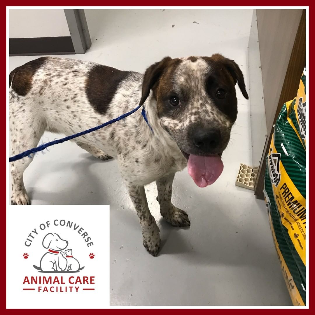 Brought to shelter 06/30/2021:

This dog was found near the City pool, on School Street. If you recognize this dog please call the Converse Animal Care Facility at 210-658-5369.