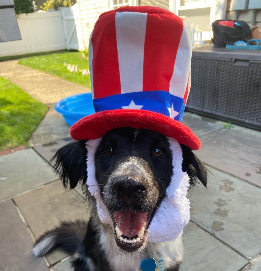 💥 Happy 4th of July!!! 💥

Have a fun (and safe!) holiday! 🐾

🐶: Oliver (formerly Reggie, 2020 rescue) 
📷: @brittyro