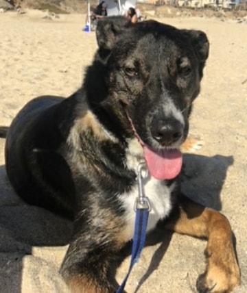 Meet Lobo, a very sweet 6 year old boy who urgently needs a new home. He is well trained, loves people and is great with kids. He loves going on adventures with his people and especially loves the beach. He does well with other dogs and would be a great addition to just about any family. If you can open your home up to this boy to foster temporarily or adopt permanently, please reach out! 
<a target='_blank' href='https://www.instagram.com/explore/tags/dogs/'>#dogs</a> <a target='_blank' href='https://www.instagram.com/explore/tags/dog/'>#dog</a> <a target='_blank' href='https://www.instagram.com/explore/tags/doglove/'>#doglove</a> <a target='_blank' href='https://www.instagram.com/explore/tags/doglover/'>#doglover</a>  <a target='_blank' href='https://www.instagram.com/explore/tags/animalfriends/'>#animalfriends</a>  <a target='_blank' href='https://www.instagram.com/explore/tags/dogsofinstagram/'>#dogsofinstagram</a> <a target='_blank' href='https://www.instagram.com/explore/tags/dogsofinstaworld/'>#dogsofinstaworld</a> <a target='_blank' href='https://www.instagram.com/explore/tags/dogs_of_world/'>#dogs_of_world</a> <a target='_blank' href='https://www.instagram.com/explore/tags/cutedog/'>#cutedog</a> <a target='_blank' href='https://www.instagram.com/explore/tags/dogs_of_instagram/'>#dogs_of_instagram</a> <a target='_blank' href='https://www.instagram.com/explore/tags/dogsofcalifornia/'>#dogsofcalifornia</a> <a target='_blank' href='https://www.instagram.com/explore/tags/focuseddog/'>#focuseddog</a> <a target='_blank' href='https://www.instagram.com/explore/tags/dogsandpals/'>#dogsandpals</a> <a target='_blank' href='https://www.instagram.com/explore/tags/happydog/'>#happydog</a> <a target='_blank' href='https://www.instagram.com/explore/tags/loveddog/'>#loveddog</a> <a target='_blank' href='https://www.instagram.com/explore/tags/spoileddog/'>#spoileddog</a> <a target='_blank' href='https://www.instagram.com/explore/tags/dogstagram/'>#dogstagram</a> <a target='_blank' href='https://www.instagram.com/explore/tags/animals/'>#animals</a> <a target='_blank' href='https://www.instagram.com/explore/tags/animalfriends/'>#animalfriends</a> <a target='_blank' href='https://www.instagram.com/explore/tags/animallovers/'>#animallovers</a> <a target='_blank' href='https://www.instagram.com/explore/tags/saveallanimals/'>#saveallanimals</a> <a target='_blank' href='https://www.instagram.com/explore/tags/loveallanimals/'>#loveallanimals</a> <a target='_blank' href='https://www.instagram.com/explore/tags/dogsofinstaworld/'>#dogsofinstaworld</a> <a target='_blank' href='https://www.instagram.com/explore/tags/dogsofig/'>#dogsofig</a>