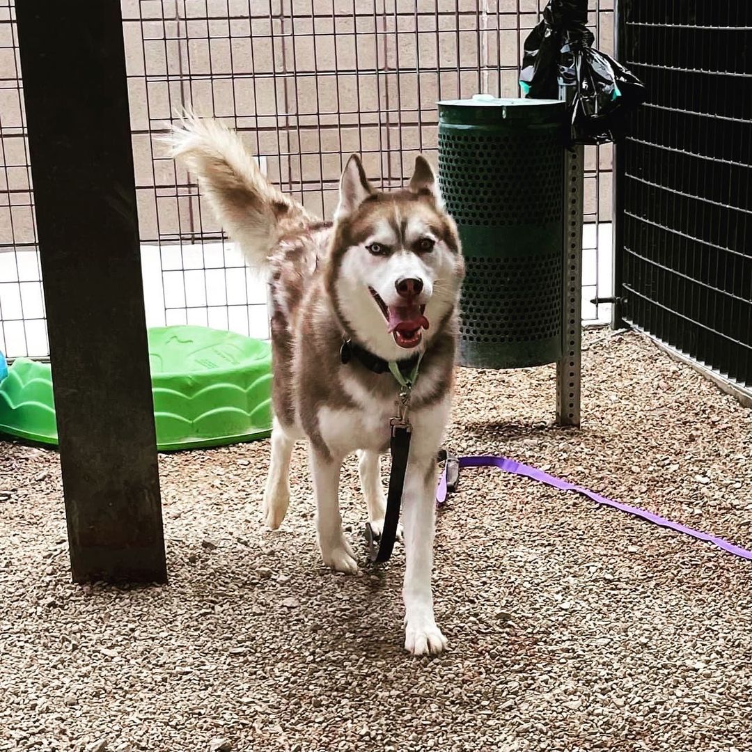 ATTENTION Arizona Dog Supporters‼️‼️‼️

SLATER needs you NOW🆘🆘🆘
Currently at the Tucson County Shelter (PACC), and set to be 🚨EUTHANIZED Saturday 7/10🚨

Slater has been a volunteer favorite, and after visiting him today personally, I can 💯 % agree! He is affectionate, playful, engaging and sweet. Slater can use some training to polish up, but don’t worry about that…our rescue will provide all training and cost of care. Please fill out an application to foster/adopt Slater today. Our rescue will support his pull with the right foster/adopter. 

✅ Good with other dogs in playgroups 
✅ Dog/breed savvy home
❌ No young children (16+ only)

Please hurry and fill out the application. We don’t want to wait till the last day to save Slater’s life.

The direct link to adopt is https://www.shelterluv.com/matchme/adopt/LHSR/Dog and the direct link to foster is https://www.shelterluv.com/matchme/foster/LHSR/Dog<a target='_blank' href='https://www.instagram.com/explore/tags/husky/'>#husky</a> <a target='_blank' href='https://www.instagram.com/explore/tags/rescuedogsofinstagram/'>#rescuedogsofinstagram</a> <a target='_blank' href='https://www.instagram.com/explore/tags/rescue/'>#rescue</a> <a target='_blank' href='https://www.instagram.com/explore/tags/huskiesofinstagram/'>#huskiesofinstagram</a> <a target='_blank' href='https://www.instagram.com/explore/tags/huskylife/'>#huskylife</a> <a target='_blank' href='https://www.instagram.com/explore/tags/beautifulhusky/'>#beautifulhusky</a> <a target='_blank' href='https://www.instagram.com/explore/tags/huskeylover/'>#huskeylover</a> <a target='_blank' href='https://www.instagram.com/explore/tags/lucyshoperescue/'>#lucyshoperescue</a>