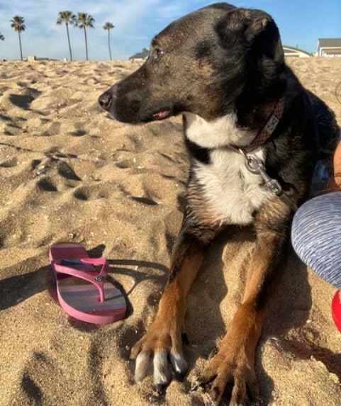 Meet Lobo, a very sweet 6 year old boy who urgently needs a new home. He is well trained, loves people and is great with kids. He loves going on adventures with his people and especially loves the beach. He does well with other dogs and would be a great addition to just about any family. If you can open your home up to this boy to foster temporarily or adopt permanently, please reach out! 
<a target='_blank' href='https://www.instagram.com/explore/tags/dogs/'>#dogs</a> <a target='_blank' href='https://www.instagram.com/explore/tags/dog/'>#dog</a> <a target='_blank' href='https://www.instagram.com/explore/tags/doglove/'>#doglove</a> <a target='_blank' href='https://www.instagram.com/explore/tags/doglover/'>#doglover</a>  <a target='_blank' href='https://www.instagram.com/explore/tags/animalfriends/'>#animalfriends</a>  <a target='_blank' href='https://www.instagram.com/explore/tags/dogsofinstagram/'>#dogsofinstagram</a> <a target='_blank' href='https://www.instagram.com/explore/tags/dogsofinstaworld/'>#dogsofinstaworld</a> <a target='_blank' href='https://www.instagram.com/explore/tags/dogs_of_world/'>#dogs_of_world</a> <a target='_blank' href='https://www.instagram.com/explore/tags/cutedog/'>#cutedog</a> <a target='_blank' href='https://www.instagram.com/explore/tags/dogs_of_instagram/'>#dogs_of_instagram</a> <a target='_blank' href='https://www.instagram.com/explore/tags/dogsofcalifornia/'>#dogsofcalifornia</a> <a target='_blank' href='https://www.instagram.com/explore/tags/focuseddog/'>#focuseddog</a> <a target='_blank' href='https://www.instagram.com/explore/tags/dogsandpals/'>#dogsandpals</a> <a target='_blank' href='https://www.instagram.com/explore/tags/happydog/'>#happydog</a> <a target='_blank' href='https://www.instagram.com/explore/tags/loveddog/'>#loveddog</a> <a target='_blank' href='https://www.instagram.com/explore/tags/spoileddog/'>#spoileddog</a> <a target='_blank' href='https://www.instagram.com/explore/tags/dogstagram/'>#dogstagram</a> <a target='_blank' href='https://www.instagram.com/explore/tags/animals/'>#animals</a> <a target='_blank' href='https://www.instagram.com/explore/tags/animalfriends/'>#animalfriends</a> <a target='_blank' href='https://www.instagram.com/explore/tags/animallovers/'>#animallovers</a> <a target='_blank' href='https://www.instagram.com/explore/tags/saveallanimals/'>#saveallanimals</a> <a target='_blank' href='https://www.instagram.com/explore/tags/loveallanimals/'>#loveallanimals</a> <a target='_blank' href='https://www.instagram.com/explore/tags/dogsofinstaworld/'>#dogsofinstaworld</a> <a target='_blank' href='https://www.instagram.com/explore/tags/dogsofig/'>#dogsofig</a>