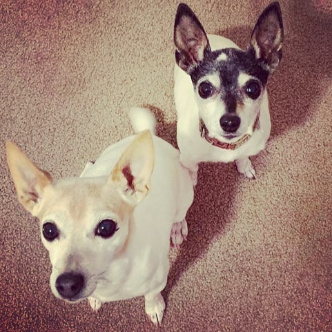 Courtesy post! 

Meet Chloe and Mia!! These guys are looking for a new home.

Unfortunately, their mom passed away 😭, so they are in need of a new place to live. 

Chloe and Mia are 10 year old toy fox terriers. They are healthy, up-to-date on vaccines, spayed, and they had a recent dental cleaning. They do OK with other dogs and with kids, but older kids would be better like six and up because they are so small. 

Overall, they are good dogs – a little barky from time to time but they LOVE to cuddle. They are energetic walkers and they are crate trained.

If you are interested, please let us know and we will put you in touch with the the lady that has them!