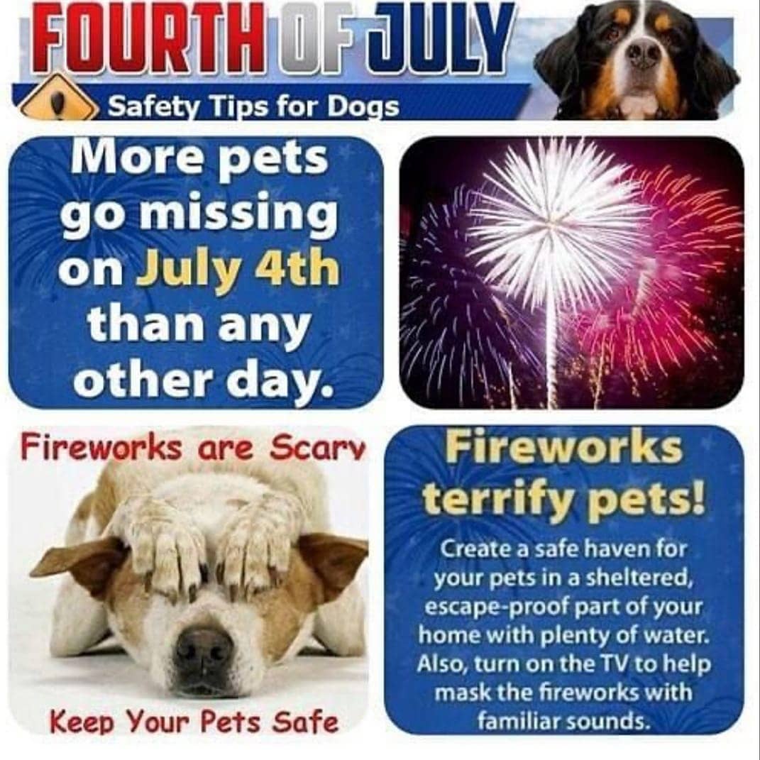 Happy 4th of July! Please keep your pets safe. More pets go missing on July 4th than any other day of the year. Keep all pets securely inside. Play soothing music to distract them from all the noise. Exercise them during the daylight so they will be extra tired when all the commotion starts. Pets can be so terrified that they bolt out an open door, so be mindful when opening doors and gates especially if you have visitors. Make sure your pets are wearing their collars and ID tags. Never take your dogs with you to view fireworks. Have fun and stay safe! 
<a target='_blank' href='https://www.instagram.com/explore/tags/adoptdontshop/'>#adoptdontshop</a> <a target='_blank' href='https://www.instagram.com/explore/tags/rescuedogs/'>#rescuedogs</a> <a target='_blank' href='https://www.instagram.com/explore/tags/manhattanbeach/'>#manhattanbeach</a> <a target='_blank' href='https://www.instagram.com/explore/tags/redondobeach/'>#redondobeach</a> <a target='_blank' href='https://www.instagram.com/explore/tags/palosverdes/'>#palosverdes</a> <a target='_blank' href='https://www.instagram.com/explore/tags/photooftheday/'>#photooftheday</a> <a target='_blank' href='https://www.instagram.com/explore/tags/santamonica/'>#santamonica</a> <a target='_blank' href='https://www.instagram.com/explore/tags/dogsofig/'>#dogsofig</a> <a target='_blank' href='https://www.instagram.com/explore/tags/southbay/'>#southbay</a> <a target='_blank' href='https://www.instagram.com/explore/tags/cutedogs/'>#cutedogs</a> <a target='_blank' href='https://www.instagram.com/explore/tags/thestrand/'>#thestrand</a> <a target='_blank' href='https://www.instagram.com/explore/tags/beach/'>#beach</a> <a target='_blank' href='https://www.instagram.com/explore/tags/4thofjuly/'>#4thofjuly</a> <a target='_blank' href='https://www.instagram.com/explore/tags/happy4thofjuly/'>#happy4thofjuly</a> <a target='_blank' href='https://www.instagram.com/explore/tags/july4th/'>#july4th</a> <a target='_blank' href='https://www.instagram.com/explore/tags/fireworks/'>#fireworks</a> <a target='_blank' href='https://www.instagram.com/explore/tags/dogs/'>#dogs</a>