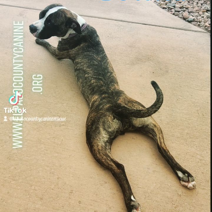 Sorsha is about 40lbs and is READY for her 4ever home! www.elpasocountycanine.org/adopt

<a target='_blank' href='https://www.instagram.com/explore/tags/pittielove/'>#pittielove</a> <a target='_blank' href='https://www.instagram.com/explore/tags/rescuedog/'>#rescuedog</a> <a target='_blank' href='https://www.instagram.com/explore/tags/rescuedogsofinstagram/'>#rescuedogsofinstagram</a> <a target='_blank' href='https://www.instagram.com/explore/tags/elpasocountycaninerescue/'>#elpasocountycaninerescue</a> <a target='_blank' href='https://www.instagram.com/explore/tags/adoptme/'>#adoptme</a> <a target='_blank' href='https://www.instagram.com/explore/tags/rescuedogsrock/'>#rescuedogsrock</a>