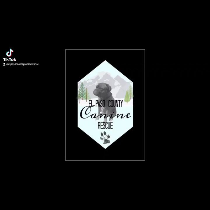 Goose has been with us since October of last year! She is ready to find her 4ever family and get comfy on their couch! 

Can she crash on your couch??

Apply at www.elpasocountycanine.org/adopt

<a target='_blank' href='https://www.instagram.com/explore/tags/rescuedogs/'>#rescuedogs</a> <a target='_blank' href='https://www.instagram.com/explore/tags/rescuedogsofinstagram/'>#rescuedogsofinstagram</a>  <a target='_blank' href='https://www.instagram.com/explore/tags/elpasocountycanine/'>#elpasocountycanine</a> <a target='_blank' href='https://www.instagram.com/explore/tags/pittielove/'>#pittielove</a> <a target='_blank' href='https://www.instagram.com/explore/tags/rescuedismyfavoritebreed/'>#rescuedismyfavoritebreed</a>