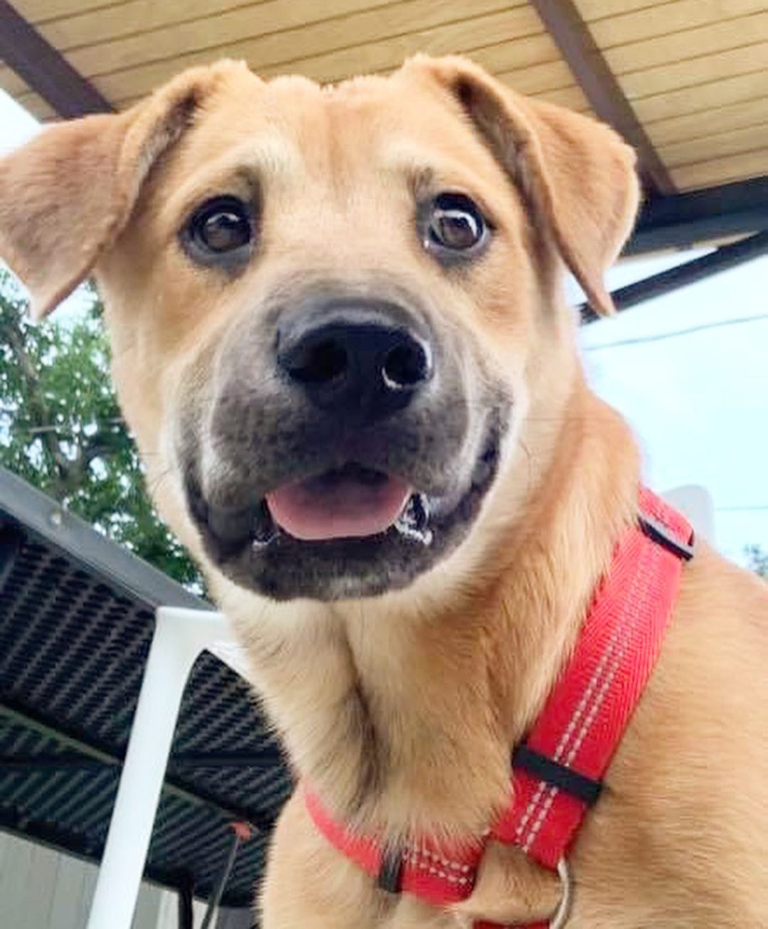 We couldn’t let <a target='_blank' href='https://www.instagram.com/explore/tags/tongueouttuesday/'>#tongueouttuesday</a> pass without showing off this cutie! Meet Dusty - he’s only a puppy but he’s already mastered the 😛 face. 

<a target='_blank' href='https://www.instagram.com/explore/tags/tot/'>#tot</a> <a target='_blank' href='https://www.instagram.com/explore/tags/blep/'>#blep</a> <a target='_blank' href='https://www.instagram.com/explore/tags/adoptdontshop/'>#adoptdontshop</a> <a target='_blank' href='https://www.instagram.com/explore/tags/adoptabledogsofinstagram/'>#adoptabledogsofinstagram</a> <a target='_blank' href='https://www.instagram.com/explore/tags/dallasdogs/'>#dallasdogs</a> <a target='_blank' href='https://www.instagram.com/explore/tags/puppy/'>#puppy</a> <a target='_blank' href='https://www.instagram.com/explore/tags/rescuedismyfavoritebreed/'>#rescuedismyfavoritebreed</a> <a target='_blank' href='https://www.instagram.com/explore/tags/adoptabledogsofdallas/'>#adoptabledogsofdallas</a> <a target='_blank' href='https://www.instagram.com/explore/tags/muttsofinsta/'>#muttsofinsta</a>