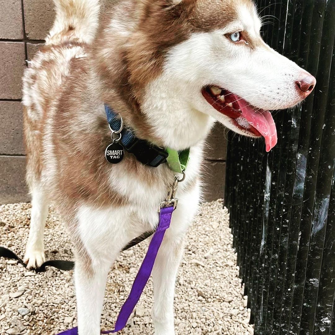 ATTENTION Arizona Dog Supporters‼️‼️‼️

SLATER needs you NOW🆘🆘🆘
Currently at the Tucson County Shelter (PACC), and set to be 🚨EUTHANIZED Saturday 7/10🚨

Slater has been a volunteer favorite, and after visiting him today personally, I can 💯 % agree! He is affectionate, playful, engaging and sweet. Slater can use some training to polish up, but don’t worry about that…our rescue will provide all training and cost of care. Please fill out an application to foster/adopt Slater today. Our rescue will support his pull with the right foster/adopter. 

✅ Good with other dogs in playgroups 
✅ Dog/breed savvy home
❌ No young children (16+ only)

Please hurry and fill out the application. We don’t want to wait till the last day to save Slater’s life.

The direct link to adopt is https://www.shelterluv.com/matchme/adopt/LHSR/Dog and the direct link to foster is https://www.shelterluv.com/matchme/foster/LHSR/Dog<a target='_blank' href='https://www.instagram.com/explore/tags/husky/'>#husky</a> <a target='_blank' href='https://www.instagram.com/explore/tags/rescuedogsofinstagram/'>#rescuedogsofinstagram</a> <a target='_blank' href='https://www.instagram.com/explore/tags/rescue/'>#rescue</a> <a target='_blank' href='https://www.instagram.com/explore/tags/huskiesofinstagram/'>#huskiesofinstagram</a> <a target='_blank' href='https://www.instagram.com/explore/tags/huskylife/'>#huskylife</a> <a target='_blank' href='https://www.instagram.com/explore/tags/beautifulhusky/'>#beautifulhusky</a> <a target='_blank' href='https://www.instagram.com/explore/tags/huskeylover/'>#huskeylover</a> <a target='_blank' href='https://www.instagram.com/explore/tags/lucyshoperescue/'>#lucyshoperescue</a>