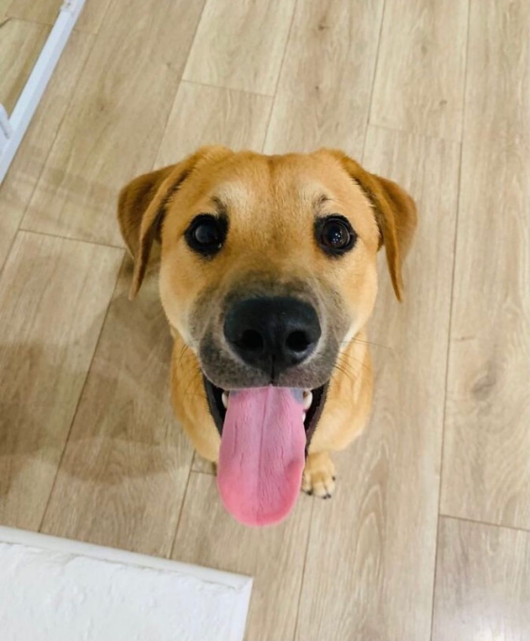 We couldn’t let <a target='_blank' href='https://www.instagram.com/explore/tags/tongueouttuesday/'>#tongueouttuesday</a> pass without showing off this cutie! Meet Dusty - he’s only a puppy but he’s already mastered the 😛 face. 

<a target='_blank' href='https://www.instagram.com/explore/tags/tot/'>#tot</a> <a target='_blank' href='https://www.instagram.com/explore/tags/blep/'>#blep</a> <a target='_blank' href='https://www.instagram.com/explore/tags/adoptdontshop/'>#adoptdontshop</a> <a target='_blank' href='https://www.instagram.com/explore/tags/adoptabledogsofinstagram/'>#adoptabledogsofinstagram</a> <a target='_blank' href='https://www.instagram.com/explore/tags/dallasdogs/'>#dallasdogs</a> <a target='_blank' href='https://www.instagram.com/explore/tags/puppy/'>#puppy</a> <a target='_blank' href='https://www.instagram.com/explore/tags/rescuedismyfavoritebreed/'>#rescuedismyfavoritebreed</a> <a target='_blank' href='https://www.instagram.com/explore/tags/adoptabledogsofdallas/'>#adoptabledogsofdallas</a> <a target='_blank' href='https://www.instagram.com/explore/tags/muttsofinsta/'>#muttsofinsta</a>