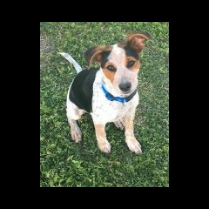 Cash is 8 months old, up to date on shots and full of energy. He is half heeler and half terrier. Cash is in need of a foster.