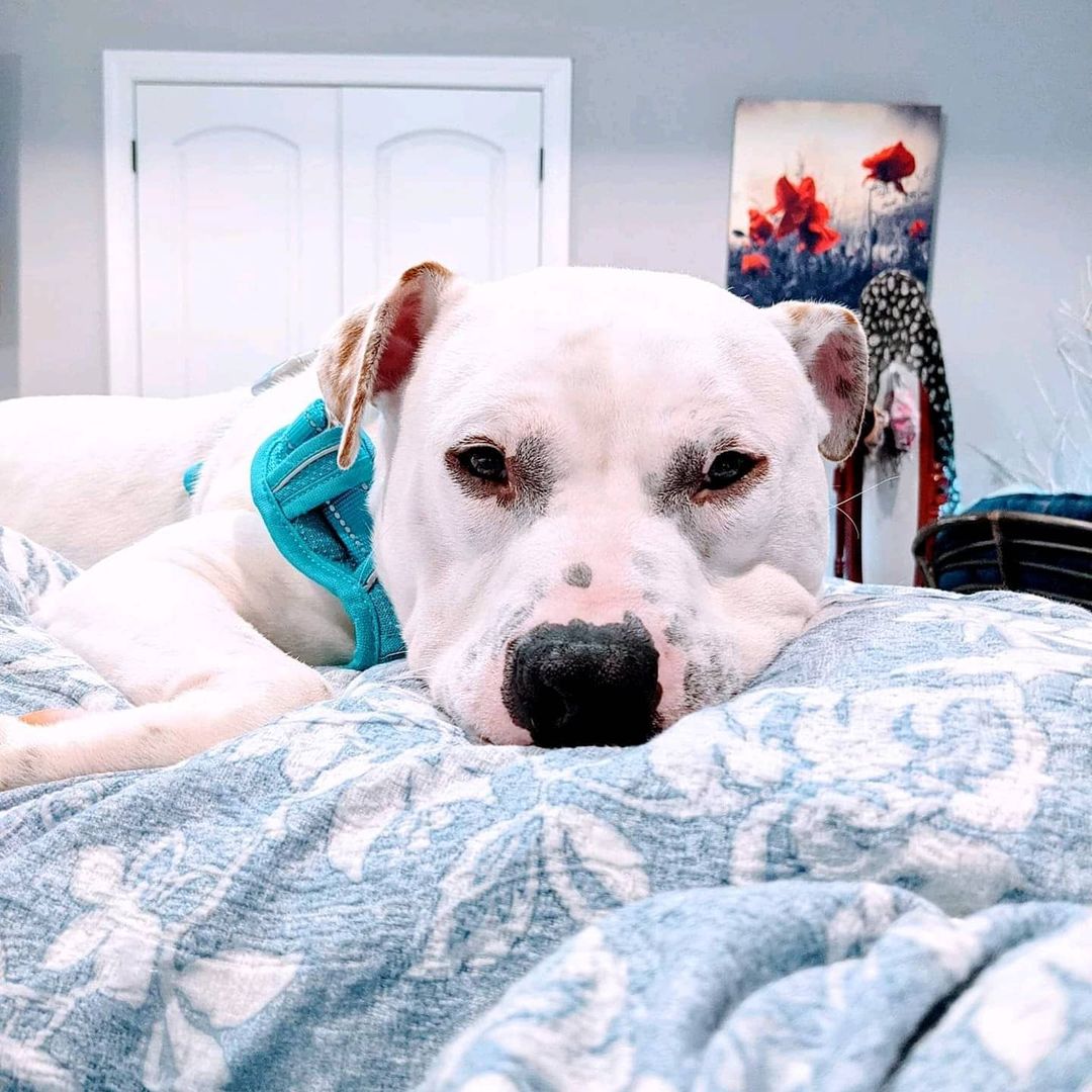 Capn Archer is ready for his adoption meeting today ❤️🐾🐕. His foster mom and dad have been working hard to keep his excitement down (joking, he's just his sweet self ). ⠀
<a target='_blank' href='https://www.instagram.com/explore/tags/americanbulldog/'>#americanbulldog</a>