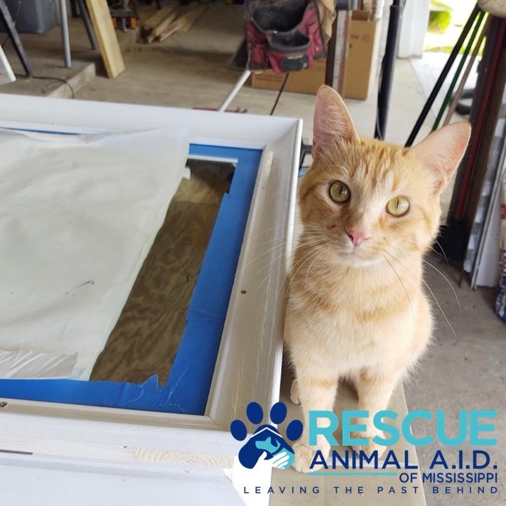 Who needs a shop Forman? 🐾👷‍♂️🐈
Bowser is the best assistant a person can have in their shop! 

Bowser's attributes include: holding material in place, inspection, moral support and lots of leg rubs. ❤️

This very sweet outdoor cat is available for adoption through our rescue. He has already been vaccinated, microchipped and neutered. He will not wander too far from home and loves his cuddles. We don’t let him inside, but he'd probably love it. He has to warm up to dogs that chase him, although once he's deemed them not too threatening, he won't run - and will even play a little. 

Bowser’s temperament is very calm and laid back. If you can provide a fur-ever home for this sweet boy, please fill out the adoption form on our website @ 
animalaidms.org/adopt/ 
🐈💫🐈