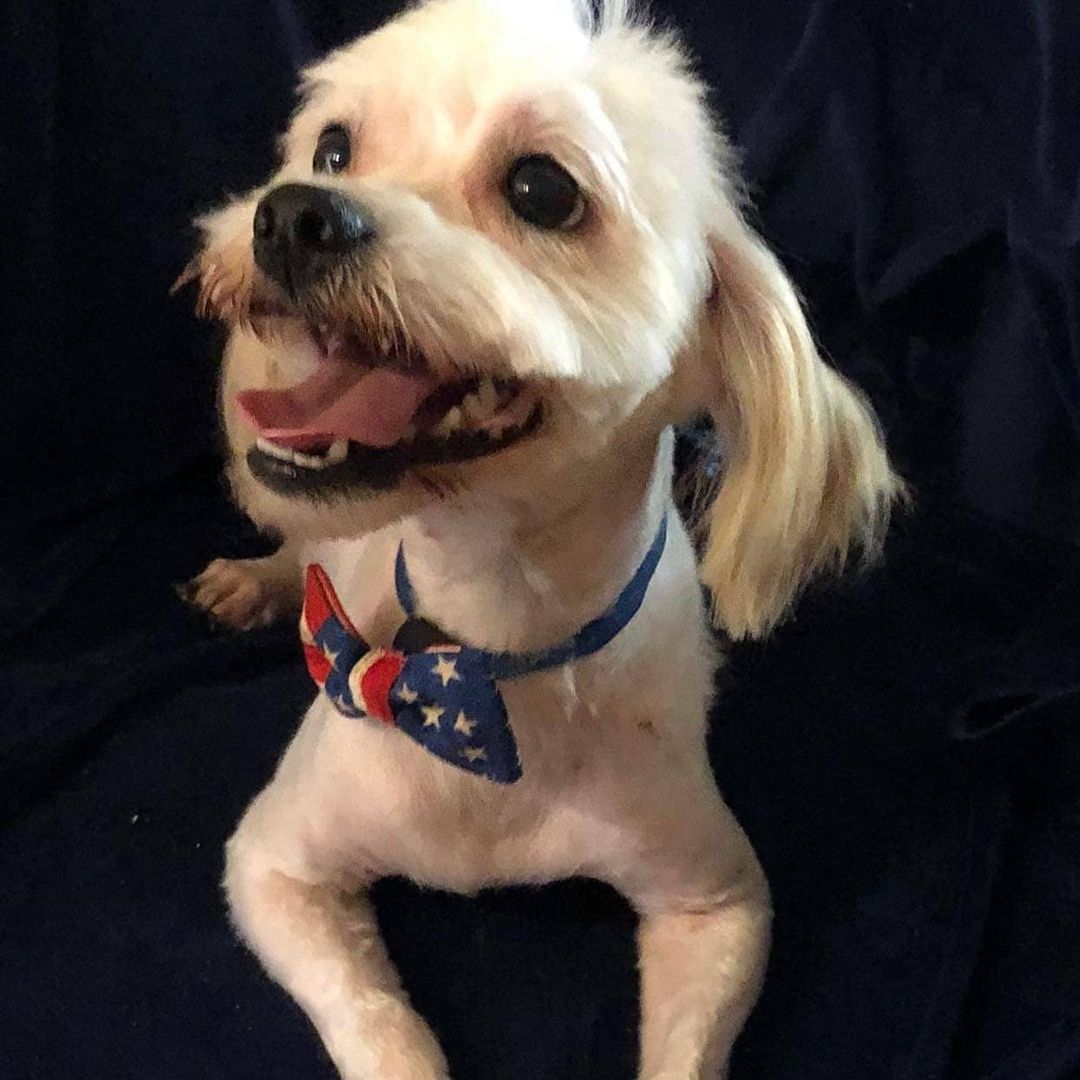 Please welcome Milton to rescue. He was a mess but he is on his way to a whole new life. Please follow us to see Milton's progress. 
Milton was matted, had foxtails, those round prickly balls, flea, sores, gunk in his ears.  He's been to the groomer, thank you Heather.  Thank you, Debi Stark Vinson for making sure he got to safety.
Milton will be going to the vet for a thorough checkup. 
We could sure use donations, we are running low on funds. Even $5 is a big help, but any amount we are grateful to you. 
PayPal info@gunterslegacy.org
Venmo @gunterslegacy

<a target='_blank' href='https://www.instagram.com/explore/tags/adoptdontshop/'>#adoptdontshop</a> <a target='_blank' href='https://www.instagram.com/explore/tags/rescuedogs/'>#rescuedogs</a> <a target='_blank' href='https://www.instagram.com/explore/tags/rescuedogsofig/'>#rescuedogsofig</a> <a target='_blank' href='https://www.instagram.com/explore/tags/rescuedogsoftiktok/'>#rescuedogsoftiktok</a> <a target='_blank' href='https://www.instagram.com/explore/tags/chihuahuasofig/'>#chihuahuasofig</a> 
<a target='_blank' href='https://www.instagram.com/explore/tags/shihtzupuppy/'>#shihtzupuppy</a>