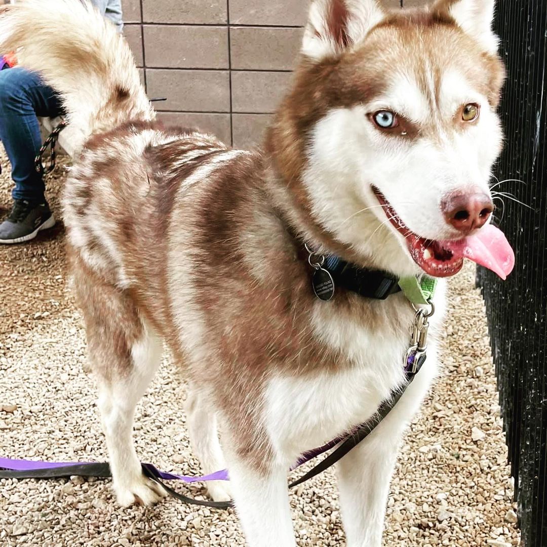 ATTENTION Arizona Dog Supporters‼️‼️‼️

SLATER needs you NOW🆘🆘🆘
Currently at the Tucson County Shelter (PACC), and set to be 🚨EUTHANIZED Saturday 7/10🚨

Slater has been a volunteer favorite, and after visiting him today personally, I can 💯 % agree! He is affectionate, playful, engaging and sweet. Slater can use some training to polish up, but don’t worry about that…our rescue will provide all training and cost of care. Please fill out an application to foster/adopt Slater today. Our rescue will support his pull with the right foster/adopter. 

✅ Good with other dogs in playgroups 
✅ Dog/breed savvy home
❌ No young children (16+ only)

Please hurry and fill out the application. We don’t want to wait till the last day to save Slater’s life.

The direct link to adopt is https://www.shelterluv.com/matchme/adopt/LHSR/Dog and the direct link to foster is https://www.shelterluv.com/matchme/foster/LHSR/Dog<a target='_blank' href='https://www.instagram.com/explore/tags/husky/'>#husky</a> <a target='_blank' href='https://www.instagram.com/explore/tags/rescuedogsofinstagram/'>#rescuedogsofinstagram</a> <a target='_blank' href='https://www.instagram.com/explore/tags/rescue/'>#rescue</a> <a target='_blank' href='https://www.instagram.com/explore/tags/huskiesofinstagram/'>#huskiesofinstagram</a> <a target='_blank' href='https://www.instagram.com/explore/tags/huskylife/'>#huskylife</a> <a target='_blank' href='https://www.instagram.com/explore/tags/beautifulhusky/'>#beautifulhusky</a> <a target='_blank' href='https://www.instagram.com/explore/tags/huskeylover/'>#huskeylover</a> <a target='_blank' href='https://www.instagram.com/explore/tags/lucyshoperescue/'>#lucyshoperescue</a>