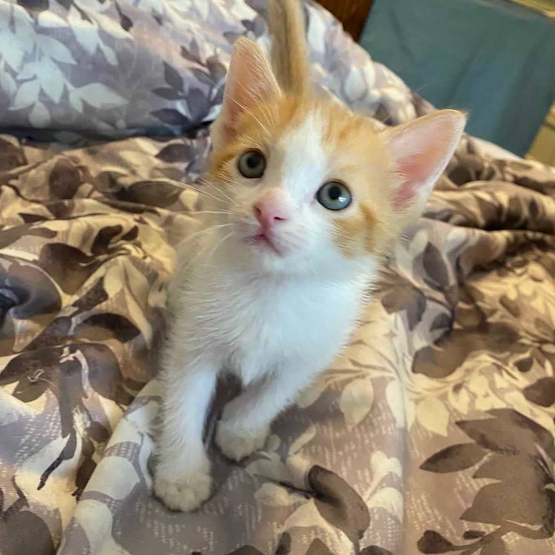 Posted @withregram • @brisamali Getting some pics of little Ringo (aka chicken nugget) while mommy Miss Abbey Road is being spayed today - available for adoption soon through @nycteensforanimals <a target='_blank' href='https://www.instagram.com/explore/tags/adoptdontshop/'>#adoptdontshop</a>🐾 <a target='_blank' href='https://www.instagram.com/explore/tags/fosteringsaveslives/'>#fosteringsaveslives</a> <a target='_blank' href='https://www.instagram.com/explore/tags/rescuedismyfavoritebreed/'>#rescuedismyfavoritebreed</a>
<a target='_blank' href='https://www.instagram.com/explore/tags/catrescue/'>#catrescue</a>