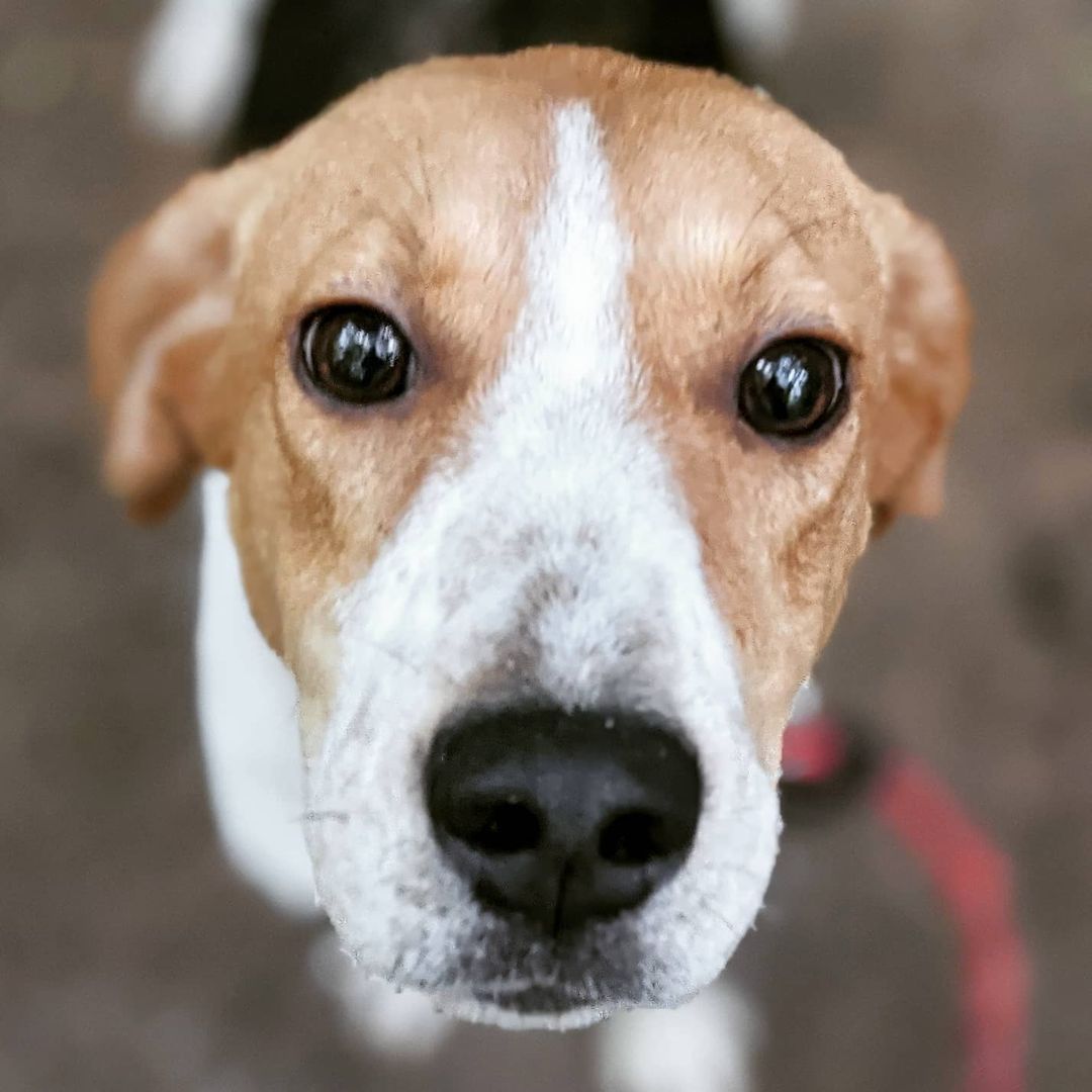 This is Hope. She and her sister Faith are both super sweet little foxhounds looking for their forever homes.

<a target='_blank' href='https://www.instagram.com/explore/tags/rescuedog/'>#rescuedog</a> <a target='_blank' href='https://www.instagram.com/explore/tags/dogsofinstagram/'>#dogsofinstagram</a> <a target='_blank' href='https://www.instagram.com/explore/tags/adoptdontshop/'>#adoptdontshop</a> <a target='_blank' href='https://www.instagram.com/explore/tags/dog/'>#dog</a> <a target='_blank' href='https://www.instagram.com/explore/tags/rescuedogsofinstagram/'>#rescuedogsofinstagram</a> <a target='_blank' href='https://www.instagram.com/explore/tags/dogs/'>#dogs</a> <a target='_blank' href='https://www.instagram.com/explore/tags/dogstagram/'>#dogstagram</a>  <a target='_blank' href='https://www.instagram.com/explore/tags/instadog/'>#instadog</a> <a target='_blank' href='https://www.instagram.com/explore/tags/dogoftheday/'>#dogoftheday</a> <a target='_blank' href='https://www.instagram.com/explore/tags/doglover/'>#doglover</a> <a target='_blank' href='https://www.instagram.com/explore/tags/doggo/'>#doggo</a>  <a target='_blank' href='https://www.instagram.com/explore/tags/muttsofinstagram/'>#muttsofinstagram</a> <a target='_blank' href='https://www.instagram.com/explore/tags/ilovemydog/'>#ilovemydog</a>  <a target='_blank' href='https://www.instagram.com/explore/tags/instagram/'>#instagram</a>  <a target='_blank' href='https://www.instagram.com/explore/tags/puppylove/'>#puppylove</a>  <a target='_blank' href='https://www.instagram.com/explore/tags/dogsofinsta/'>#dogsofinsta</a> <a target='_blank' href='https://www.instagram.com/explore/tags/pet/'>#pet</a> <a target='_blank' href='https://www.instagram.com/explore/tags/puppies/'>#puppies</a> <a target='_blank' href='https://www.instagram.com/explore/tags/puppiesofinstagram/'>#puppiesofinstagram</a> <a target='_blank' href='https://www.instagram.com/explore/tags/rescuedogs/'>#rescuedogs</a> <a target='_blank' href='https://www.instagram.com/explore/tags/rescuedogsrule/'>#rescuedogsrule</a> <a target='_blank' href='https://www.instagram.com/explore/tags/dogrescue/'>#dogrescue</a> <a target='_blank' href='https://www.instagram.com/explore/tags/adoptadog/'>#adoptadog</a> <a target='_blank' href='https://www.instagram.com/explore/tags/dogsofinstaworld/'>#dogsofinstaworld</a> <a target='_blank' href='https://www.instagram.com/explore/tags/adoptable/'>#adoptable</a>