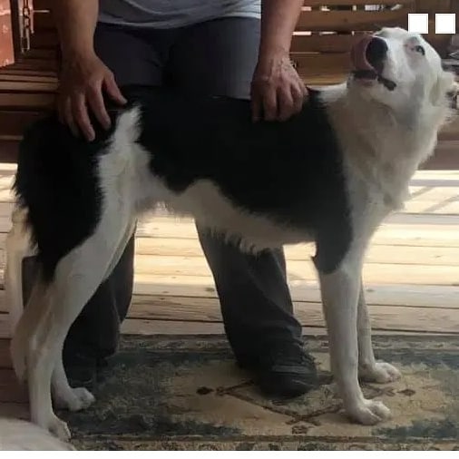 Say hello to Bleu!  Bleu is looking for a home! Bleu is an approximately year old neutered male border collie mix. He is UTD and house trained. He is very friendly and affectionate. He is good with other dogs and gets along well with children.  If you are interested in fostering or adopting Bleu, check out his website:
https://www.mwbcr.org/all_dogs/bleu/
And please share!