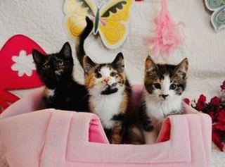 These kittens are looking for a fur-ever home. They are about 12 weeks old and as playful as kitties can be! Look at those sweet faces.

Read more about each and apply online:
https://waganimalrescue.com/