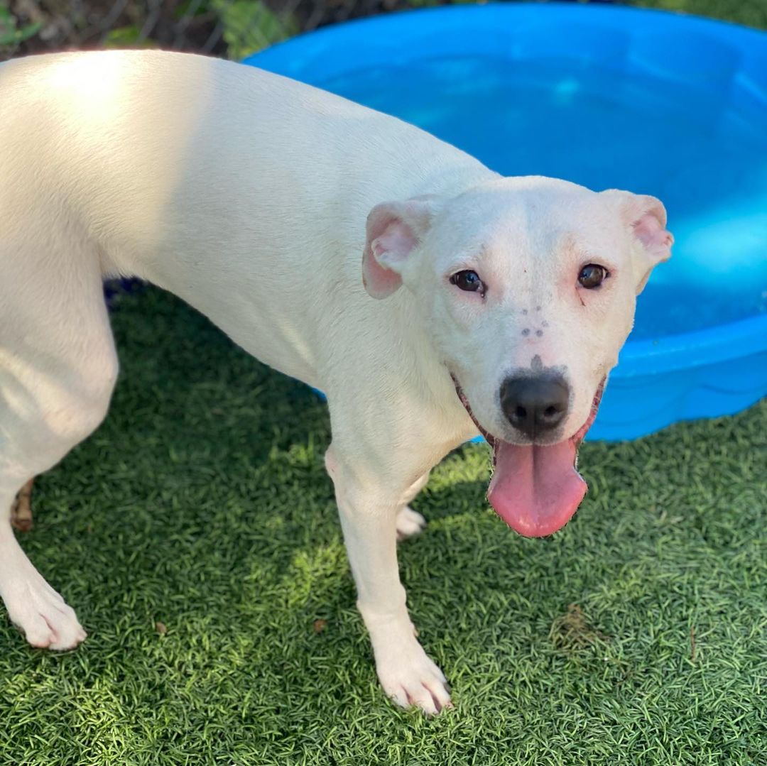 Little Dreamer is a Whippet/Terrier mix! She’s only 7 months old and already doing well in foster. Dreamer is very good with other dogs, knows her basics, walks well on a leash, and loves to cuddle 🎀

Adopt Dreamer: www.btvdogrescue.org
