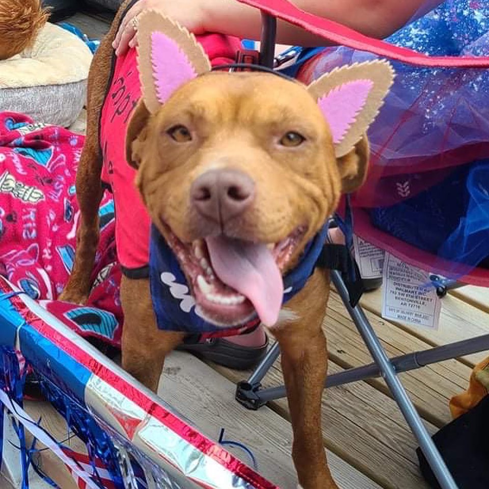 RRAR at the Hibbing Jubilee Parade today! 🐶❤️🐱
.
.
.
<a target='_blank' href='https://www.instagram.com/explore/tags/RangeRescue/'>#RangeRescue</a> <a target='_blank' href='https://www.instagram.com/explore/tags/hibbing/'>#hibbing</a> <a target='_blank' href='https://www.instagram.com/explore/tags/hibbingjubileeparade/'>#hibbingjubileeparade</a> <a target='_blank' href='https://www.instagram.com/explore/tags/summer/'>#summer</a> <a target='_blank' href='https://www.instagram.com/explore/tags/fun/'>#fun</a>