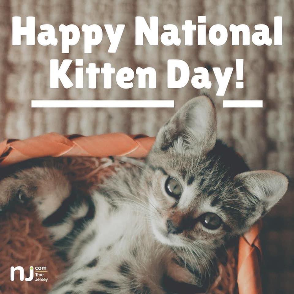 Happy National Kitten Day! Come visit us today and tomorrow at the Bridgewater Petsmart from 11:30am-4:00pm! We have many kittens seeking forever homes. Could it be your home? <a target='_blank' href='https://www.instagram.com/explore/tags/lostpaws/'>#lostpaws</a> <a target='_blank' href='https://www.instagram.com/explore/tags/adoptable/'>#adoptable</a> <a target='_blank' href='https://www.instagram.com/explore/tags/nationalkittenday/'>#nationalkittenday</a> @petsmart_bridgewater @petsmartcharities