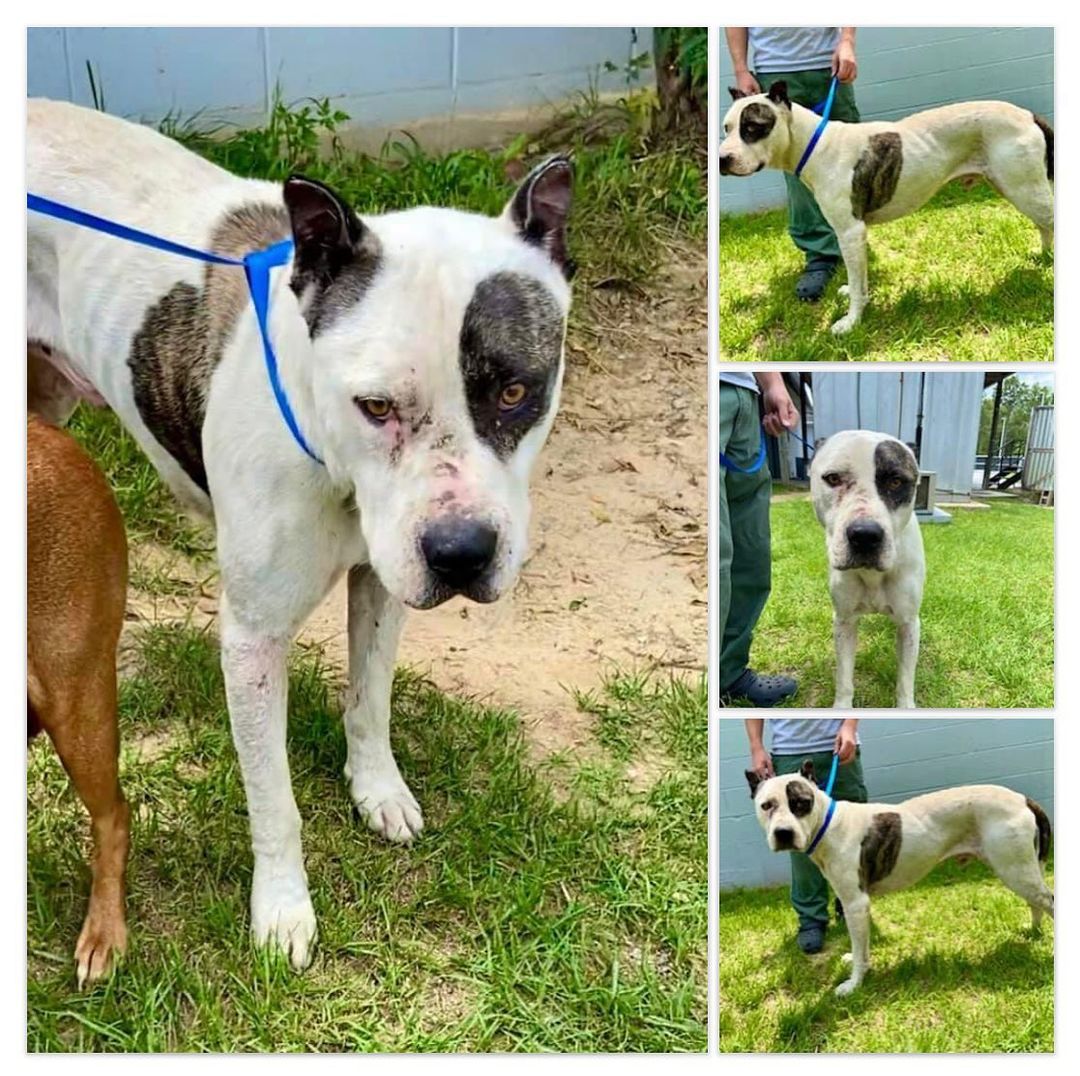 HELP! Foster/adopter needed for gentle giant, KALE! Saved from a kill shelter, his adoption fell through because Adopters complex doesn’t allow large breeds. 😩 KID/DOG friendly! Currently in Reading, PA but can be transported. Please help! 🙏❤️ DM us or email coalmountainanimalanimalrescue@gmail.com or call 570-728-0025 ASAP!