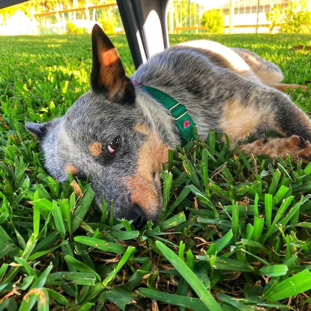 Hi friends! I'm GIZMO, a 1-year-old heeler, and I want to tell you about all the things I can do: run, play, jump, nap, snuggle, be trained, go for walks, love, and be loved. The only thing I can't do is hear. But don't let that disability be a dealbreaker because I'm pretty much a normal little guy who needs love and continued training. I'm even great with kids! 

Find out more about me by clicking the Adoptable Dogs tab in the link in our bio. You'll find me under G for GIZMO!