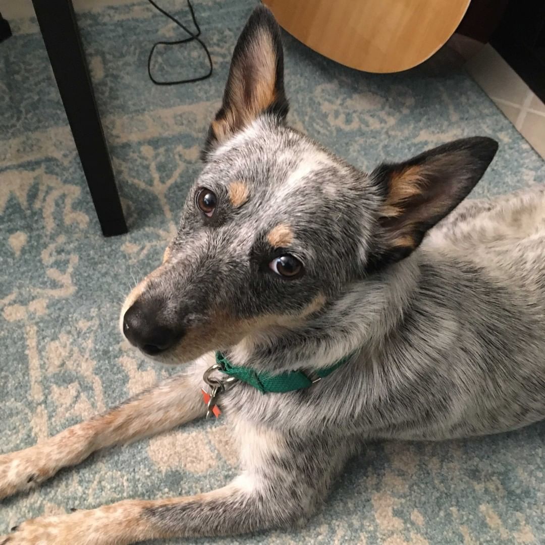 Hi friends! I'm GIZMO, a 1-year-old heeler, and I want to tell you about all the things I can do: run, play, jump, nap, snuggle, be trained, go for walks, love, and be loved. The only thing I can't do is hear. But don't let that disability be a dealbreaker because I'm pretty much a normal little guy who needs love and continued training. I'm even great with kids! 

Find out more about me by clicking the Adoptable Dogs tab in the link in our bio. You'll find me under G for GIZMO!