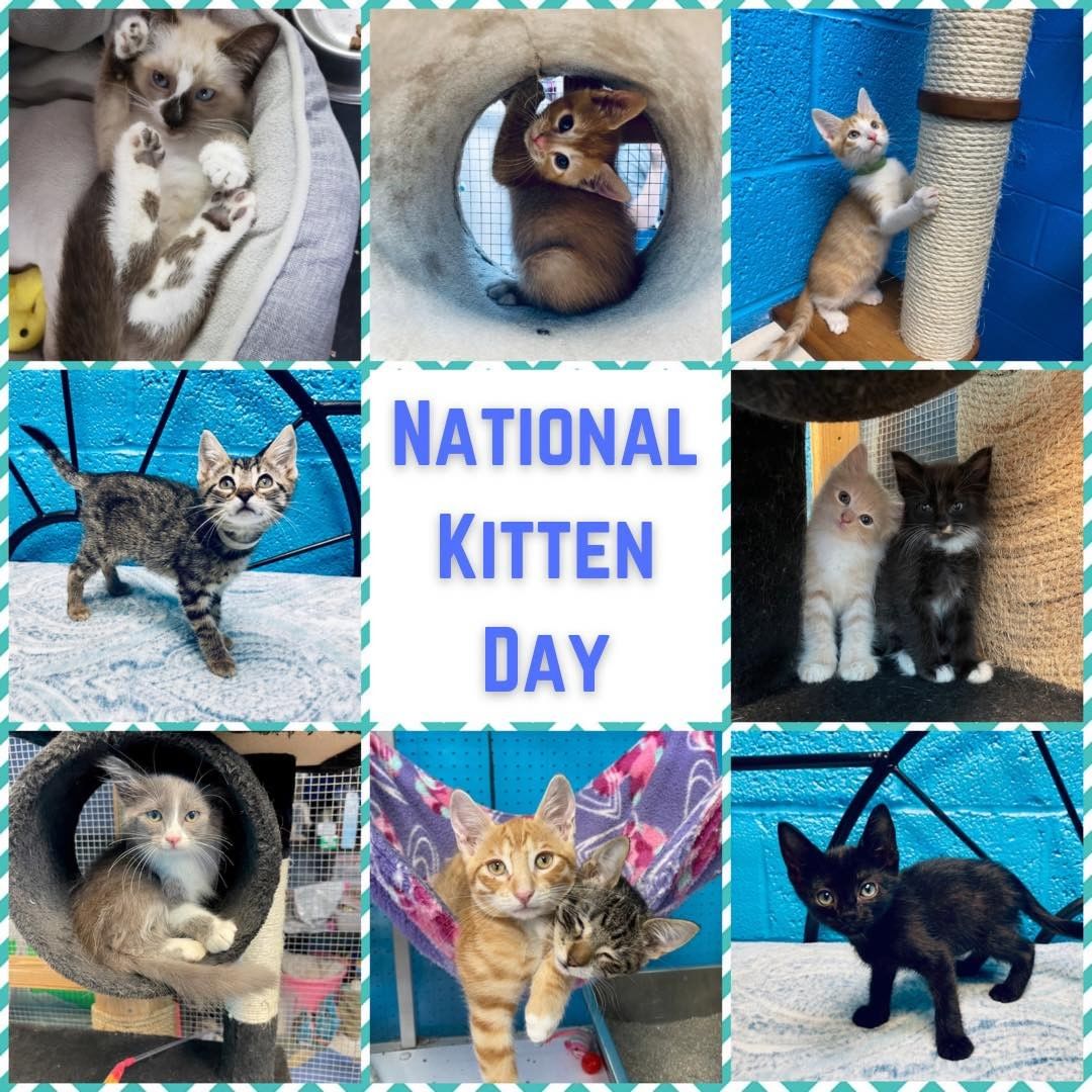 Happy National Kitten Day! It’s Kitten crazy these days! While we love kittens, we wish more people would spay and neuter their kitties! 

This is one of the craziest kitten seasons ever. If you want to help, fostering some kittens through the Jefferson Protection & Animal Welfare Services would be a great start! <a target='_blank' href='https://www.instagram.com/explore/tags/nationalkittenday/'>#nationalkittenday</a>