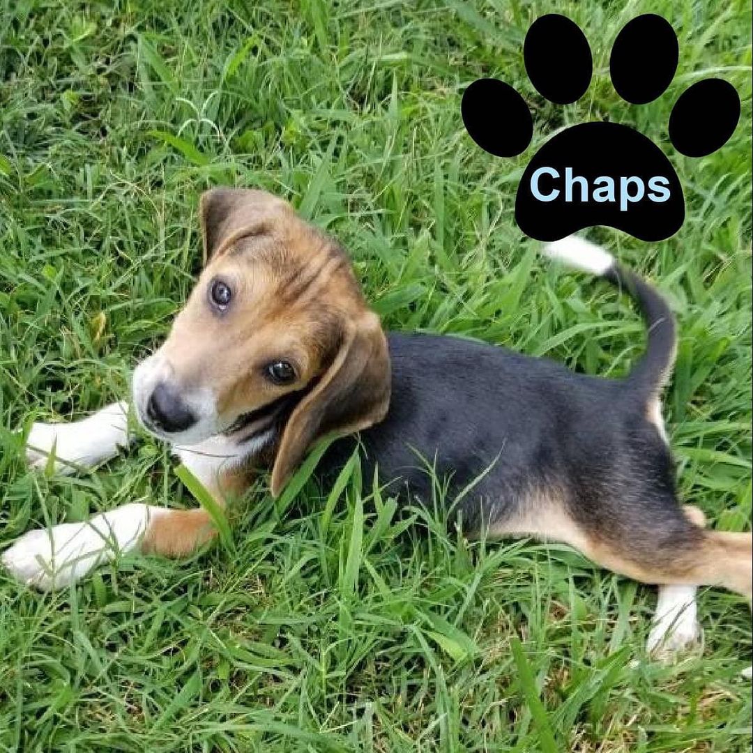 Chaps and Tuck are looking for their forever. They are both males, 10 weeks-old, and super playful.  We will require a fenced-in backyard at their forever homes.  pincdogrescue.org/adopt.  <a target='_blank' href='https://www.instagram.com/explore/tags/dogsincharlotte/'>#dogsincharlotte</a> <a target='_blank' href='https://www.instagram.com/explore/tags/dogsofcharlotte/'>#dogsofcharlotte</a> <a target='_blank' href='https://www.instagram.com/explore/tags/cltdogs/'>#cltdogs</a> <a target='_blank' href='https://www.instagram.com/explore/tags/cltpups/'>#cltpups</a> <a target='_blank' href='https://www.instagram.com/explore/tags/rescuedogsofinstagram/'>#rescuedogsofinstagram</a> <a target='_blank' href='https://www.instagram.com/explore/tags/legionbrewingsouthpark/'>#legionbrewingsouthpark</a> <a target='_blank' href='https://www.instagram.com/explore/tags/charlottesgotalot/'>#charlottesgotalot</a> <a target='_blank' href='https://www.instagram.com/explore/tags/petinthecitync/'>#petinthecitync</a> <a target='_blank' href='https://www.instagram.com/explore/tags/williamssubaruclt/'>#williamssubaruclt</a>