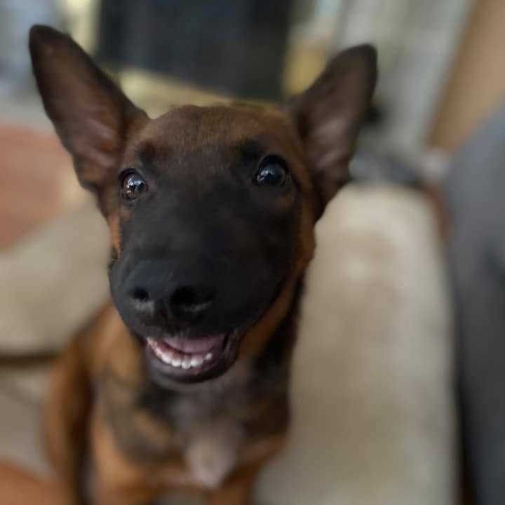 Back in April we took on this only surviving puppy from what was said to have been a coyote attack. Mom and siblings were killed. Some heartless person dumped the family in the woods. Zack has permanent damage to his jaw. He is still able to use his jaw to chew his food but can only open his mouth about 80%. In a perfect world he would get corrective surgery which can be very expensive but we have to wait and see when he stops growing. According to the vet this should not be a problem for him. He is able to eat and chew and open his mouth but will forever have a glorious overbite.
Zack is a 16 weeks old, Belgian Malinois.  He is very well behaved and his current foster mom adores him. However, he is looking for a forever home. Zack is very smart , and a super loving dog. Great with everyone he meets, likes other dogs, potty and crate trained. 

If you are interested in meeting this sweet boy please fill out an application. this can be found on out website at www.ebarr.org under adopt. 

<a target='_blank' href='https://www.instagram.com/explore/tags/rescuebelgianmalinois/'>#rescuebelgianmalinois</a> <a target='_blank' href='https://www.instagram.com/explore/tags/rescueismyfavoritebreed/'>#rescueismyfavoritebreed</a> 
<a target='_blank' href='https://www.instagram.com/explore/tags/eastbayanimalrescueandrefuge/'>#eastbayanimalrescueandrefuge</a>