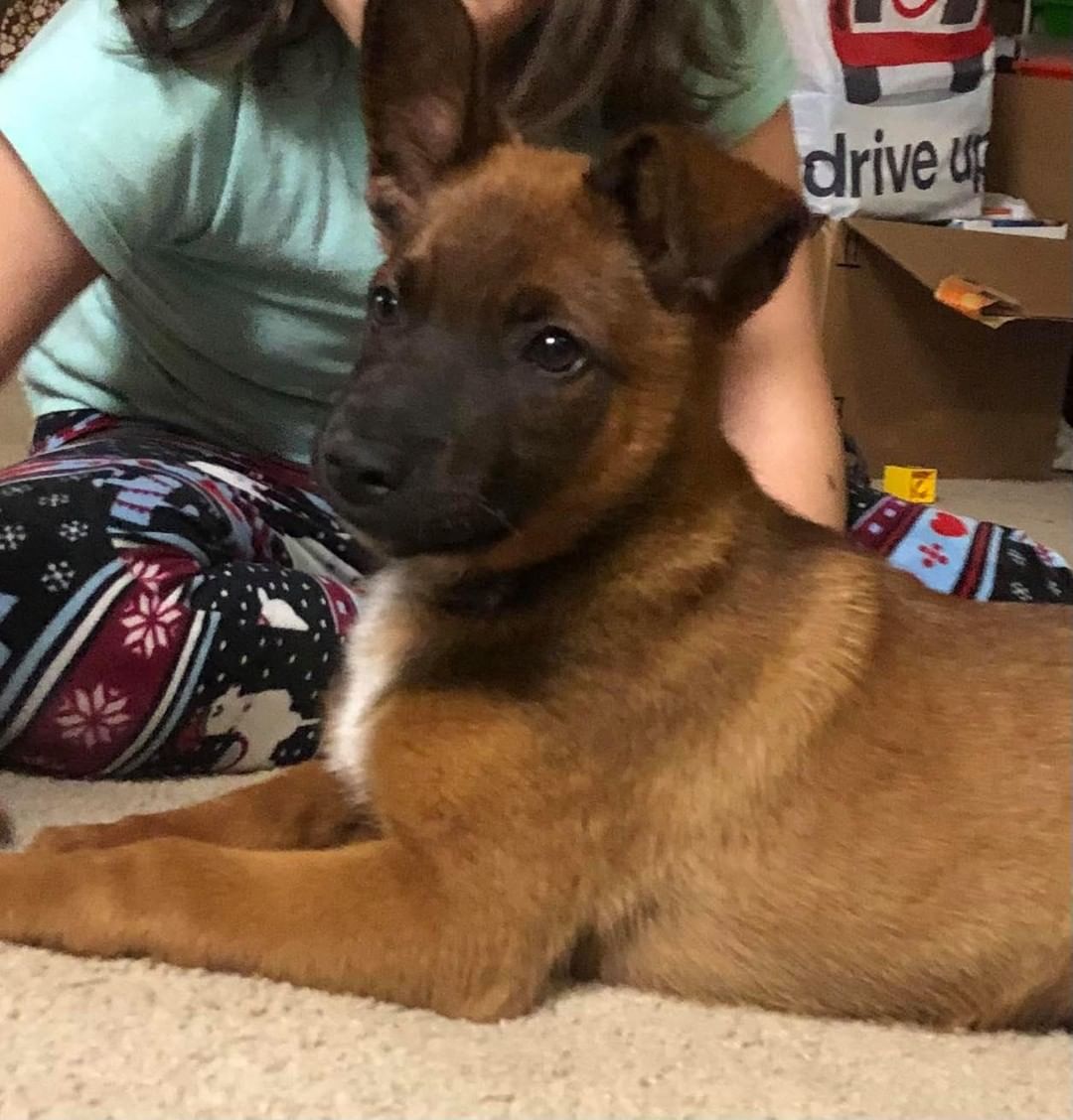 Back in April we took on this only surviving puppy from what was said to have been a coyote attack. Mom and siblings were killed. Some heartless person dumped the family in the woods. Zack has permanent damage to his jaw. He is still able to use his jaw to chew his food but can only open his mouth about 80%. In a perfect world he would get corrective surgery which can be very expensive but we have to wait and see when he stops growing. According to the vet this should not be a problem for him. He is able to eat and chew and open his mouth but will forever have a glorious overbite.
Zack is a 16 weeks old, Belgian Malinois.  He is very well behaved and his current foster mom adores him. However, he is looking for a forever home. Zack is very smart , and a super loving dog. Great with everyone he meets, likes other dogs, potty and crate trained. 

If you are interested in meeting this sweet boy please fill out an application. this can be found on out website at www.ebarr.org under adopt. 

<a target='_blank' href='https://www.instagram.com/explore/tags/rescuebelgianmalinois/'>#rescuebelgianmalinois</a> <a target='_blank' href='https://www.instagram.com/explore/tags/rescueismyfavoritebreed/'>#rescueismyfavoritebreed</a> 
<a target='_blank' href='https://www.instagram.com/explore/tags/eastbayanimalrescueandrefuge/'>#eastbayanimalrescueandrefuge</a>