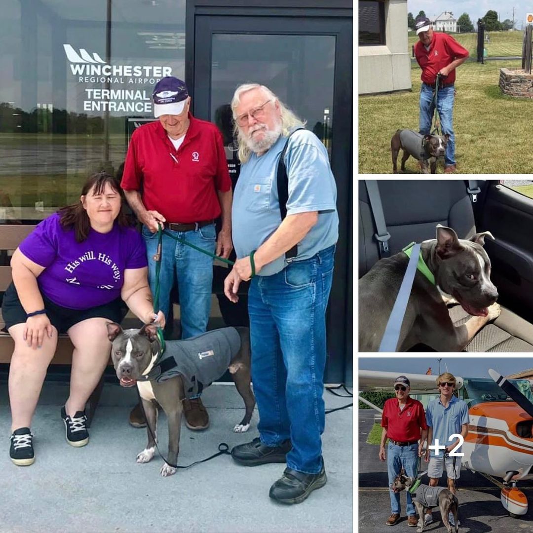 SAFE!!! Young Ralston was timestamped at a rural shelter in NC. With the help of the Rocky Mt advocates, Jere from Pilots N Paws, and amazing adopters Louis and Sue we were able to get him out of the shelter and on his way to experiencing the life and love he deserves! Thank you, all! 🙏❤️🐾